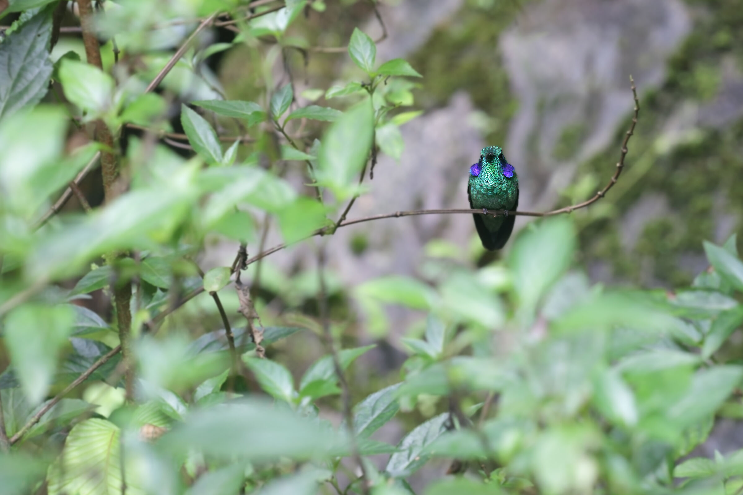 Green Violetear