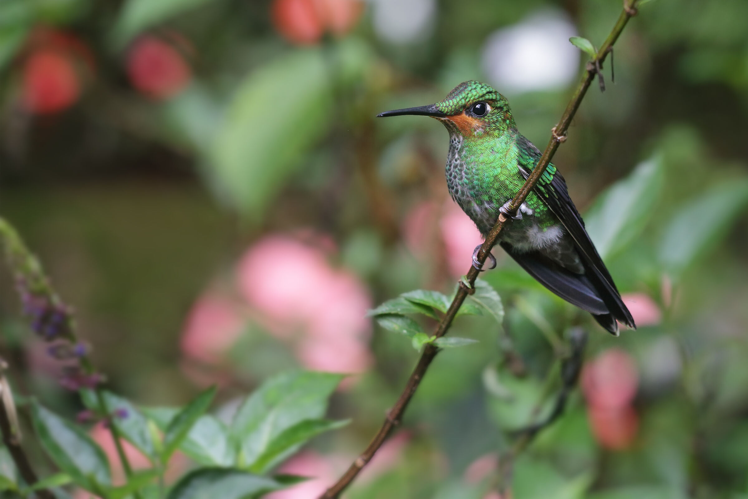 Green-crowned Brilliant juv. (Heliodoxa jacula)