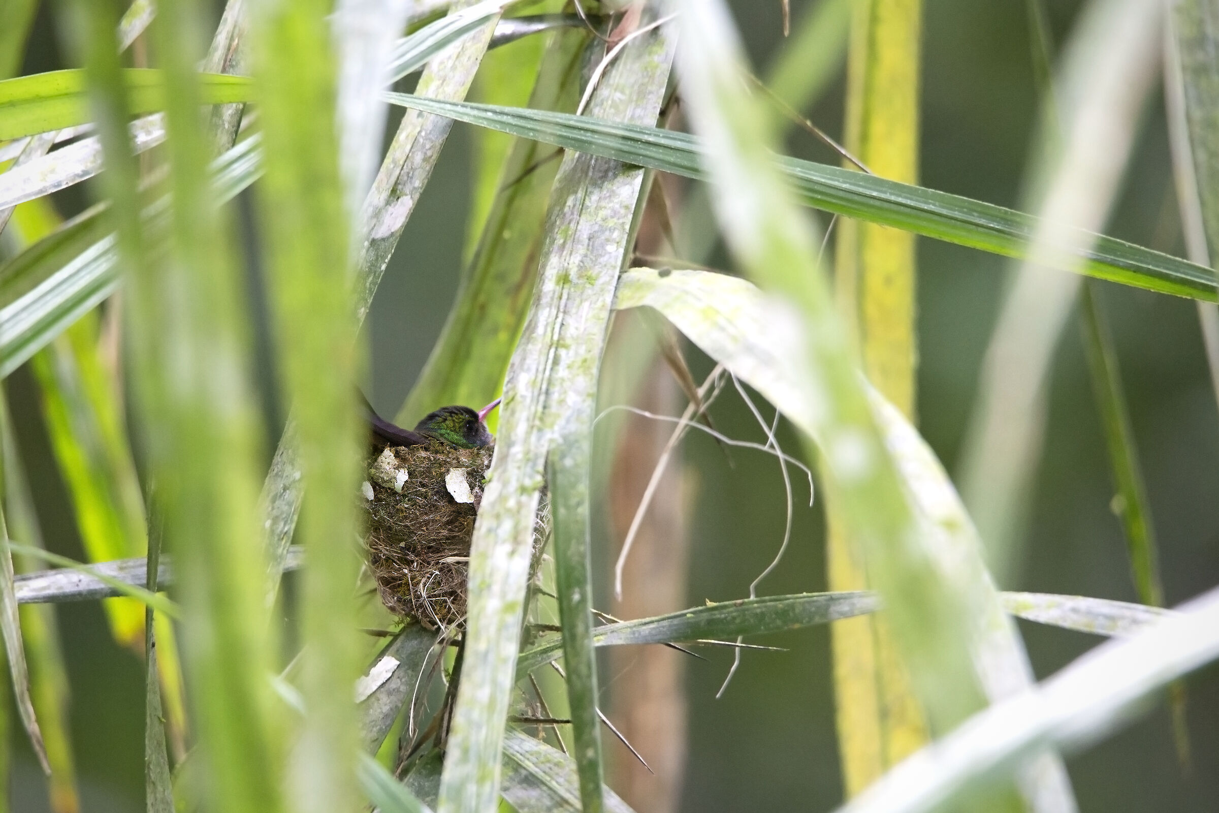 Blue-throated Goldentail