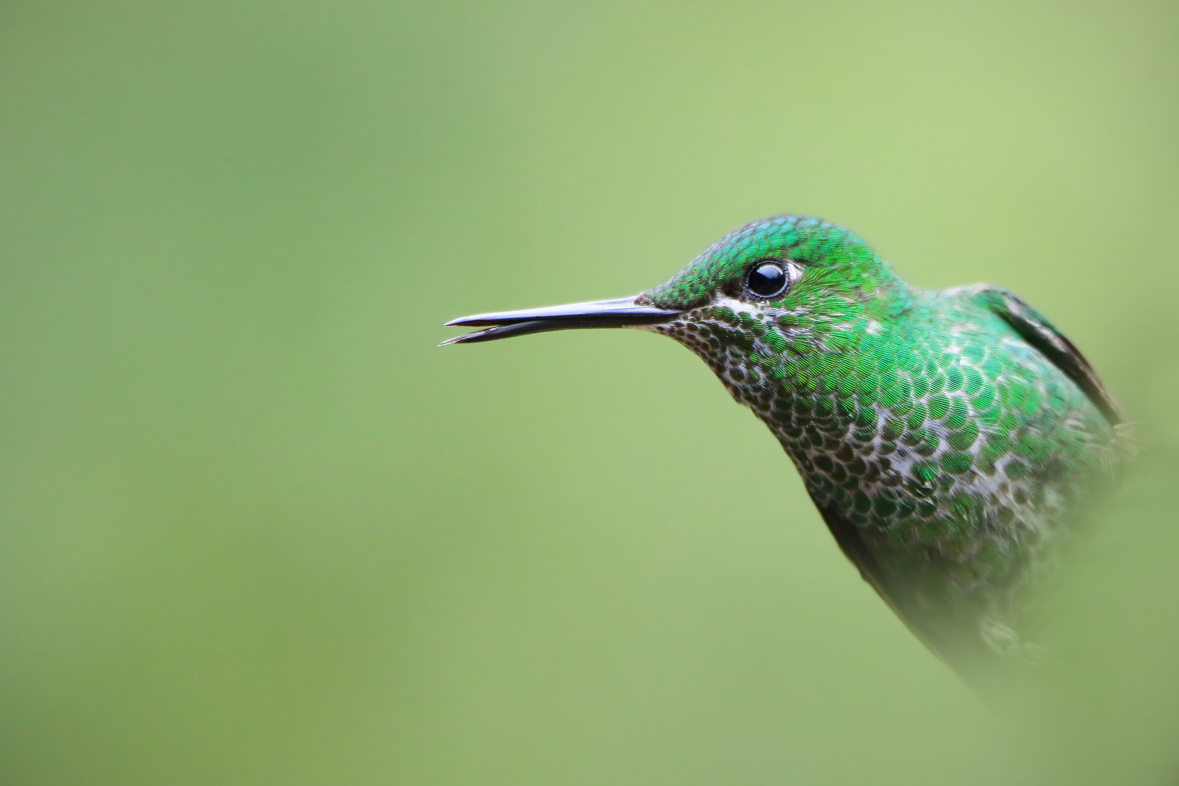 Green-crowned Brilliant female (Heliodoxa jacula)