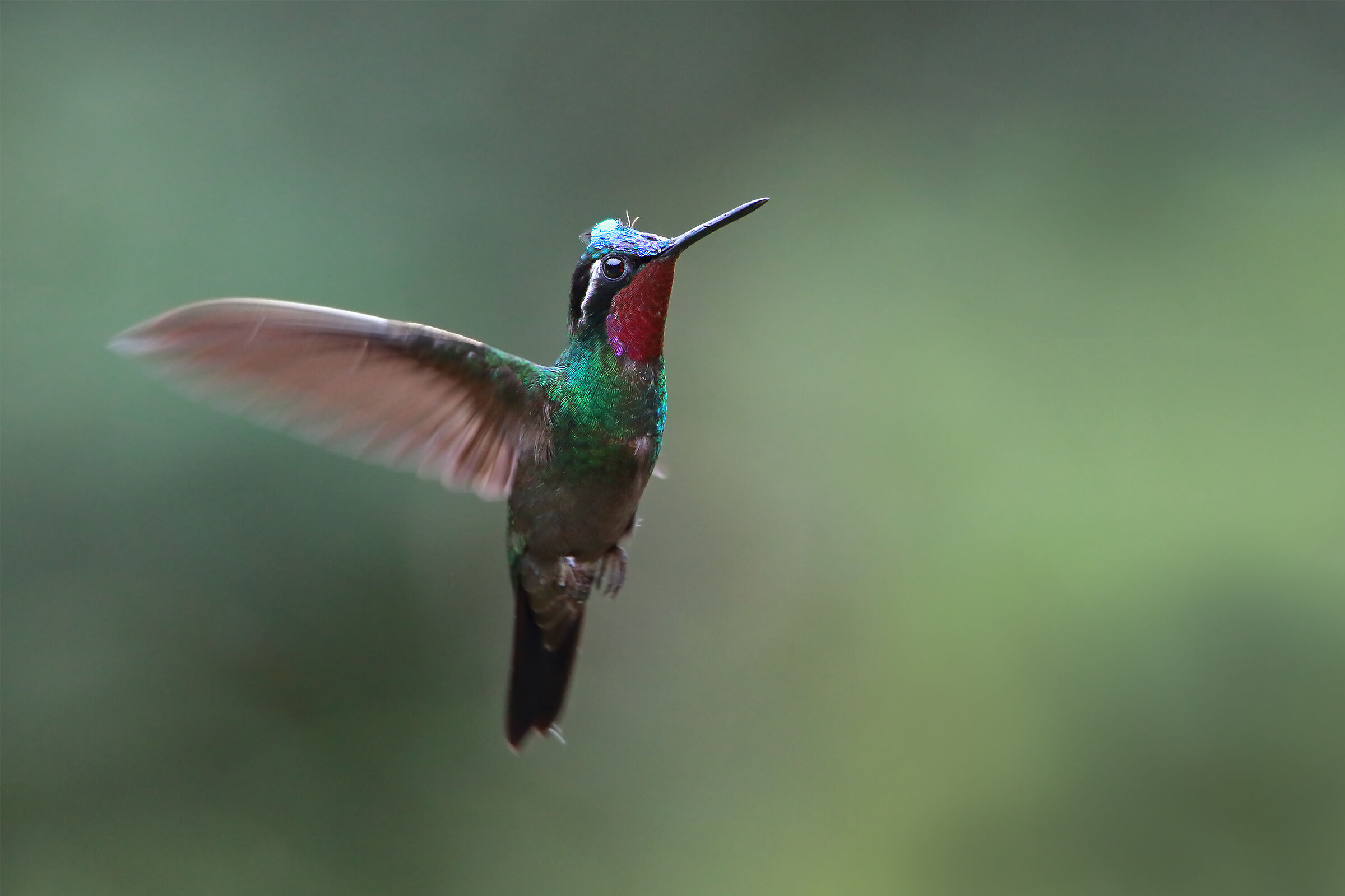 Magnoficent Hummingbird (Eugenes fulgens)