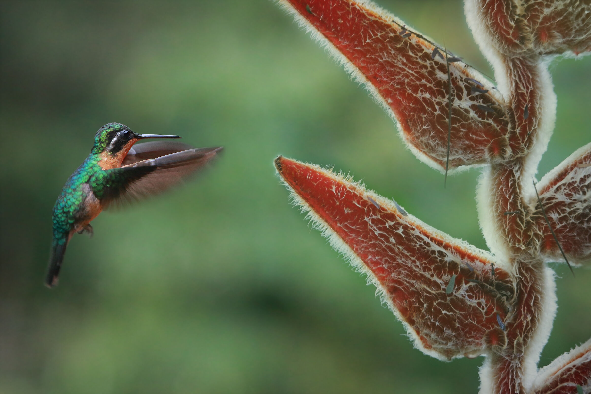 Purple-throated Mountain-gem (Lampornis calolaemus)