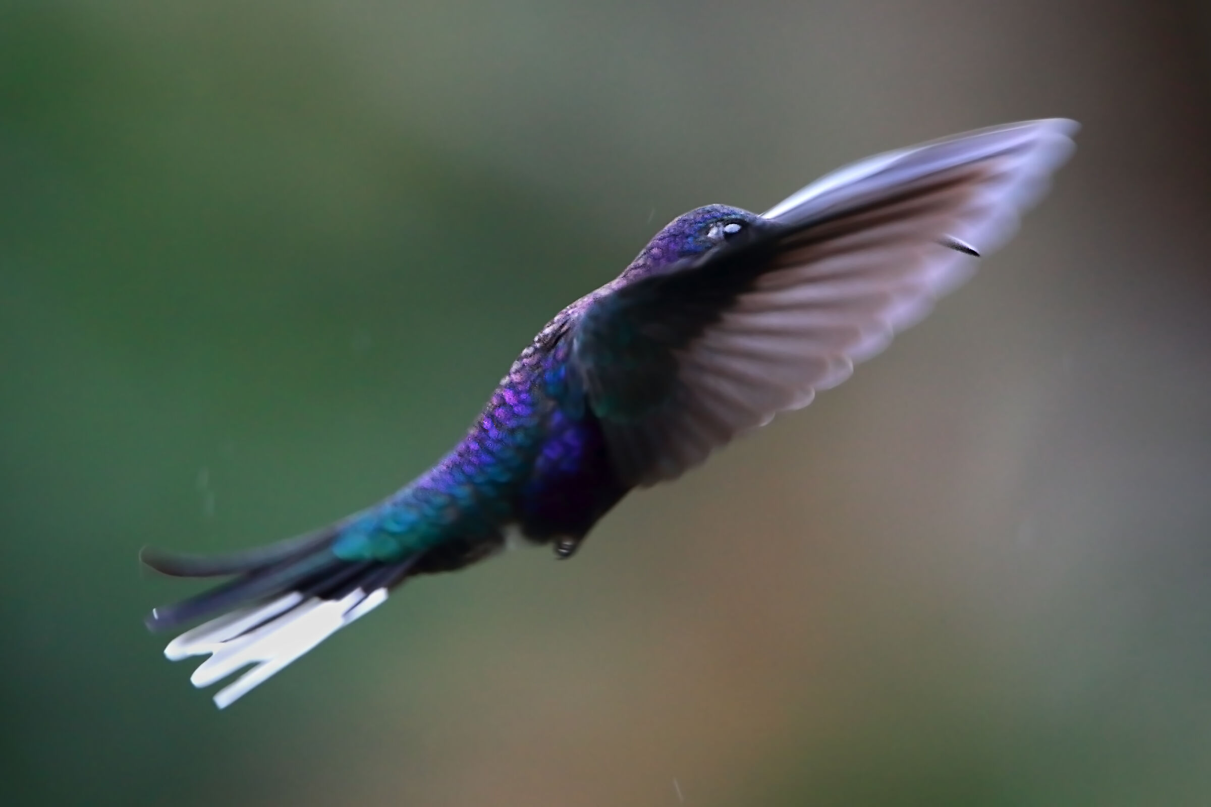 Violer Sabrewing bad (Campylopterus hemileucurus)