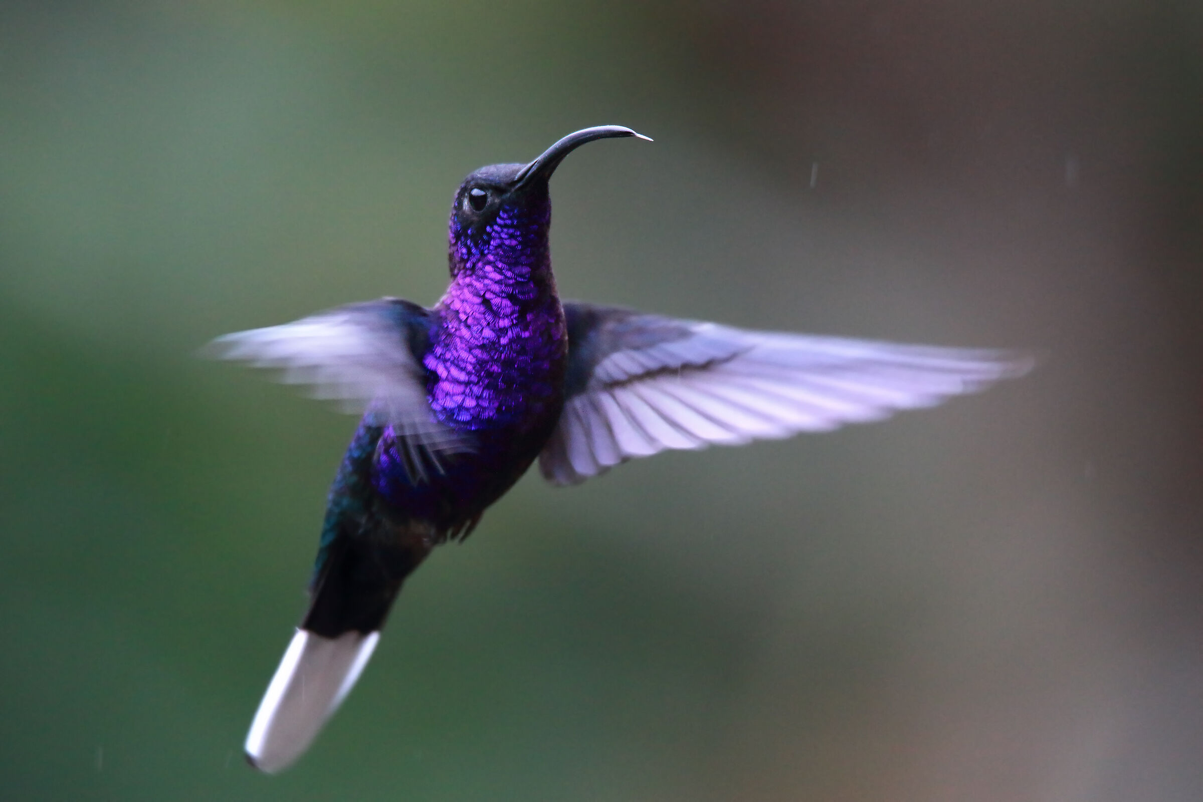 Violer Sabrewing bad (Campylopterus hemileucurus)
