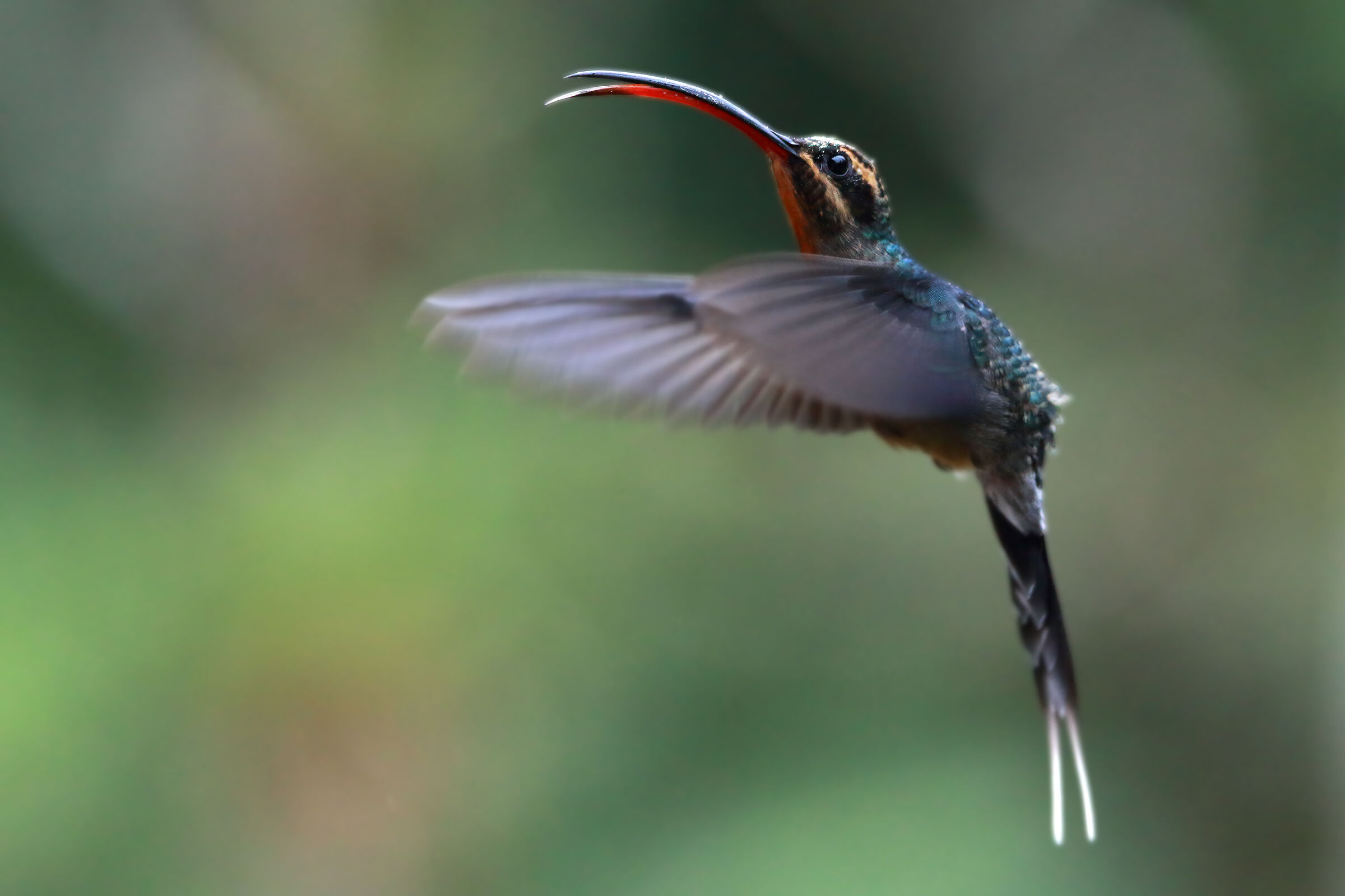 Green Hermit female (Phaethornis guy)