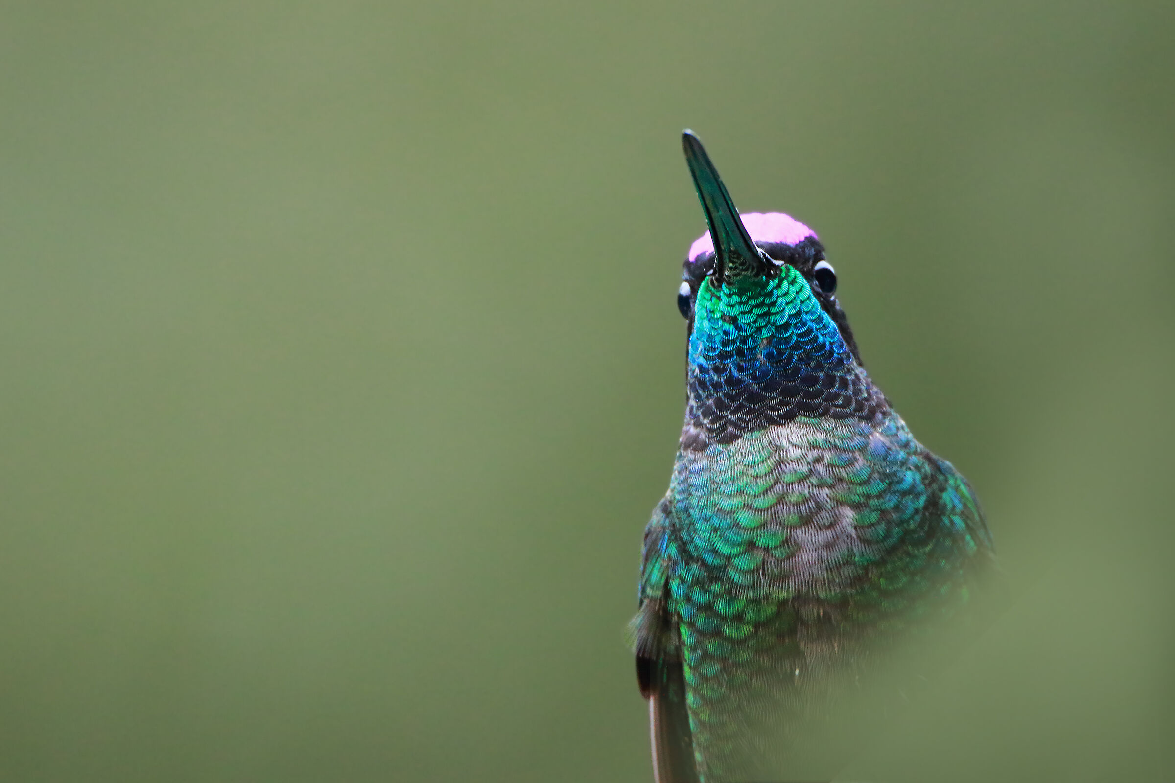 Magnificent Hummingbird