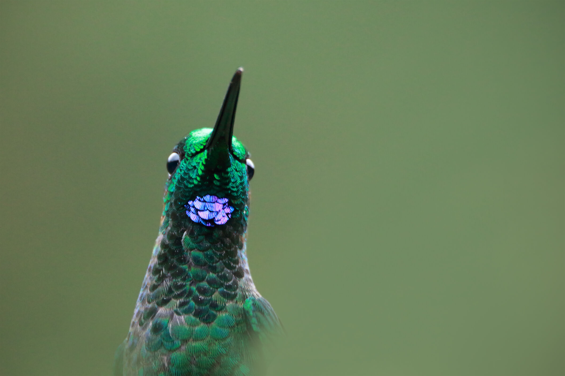 Green-crowned Brilliant Evil (Heliodoxa jacula)
