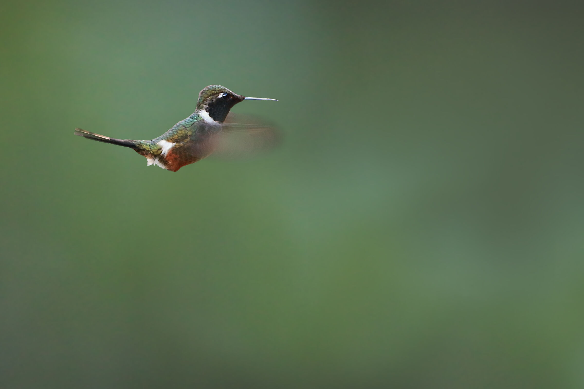 Magenta-throated Woodstar bad (Calliphlox bryantae)