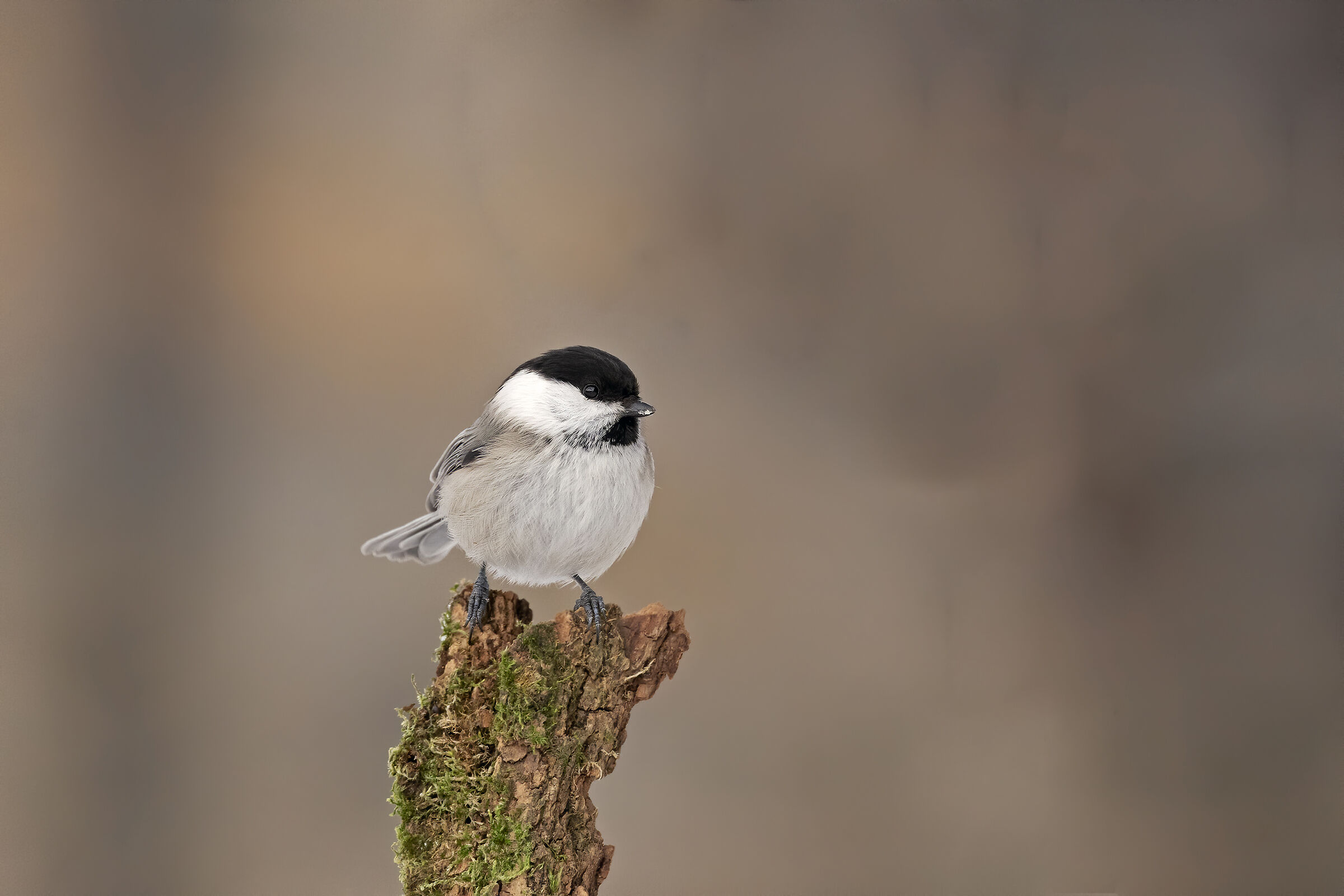 Cincia bigia alpestre