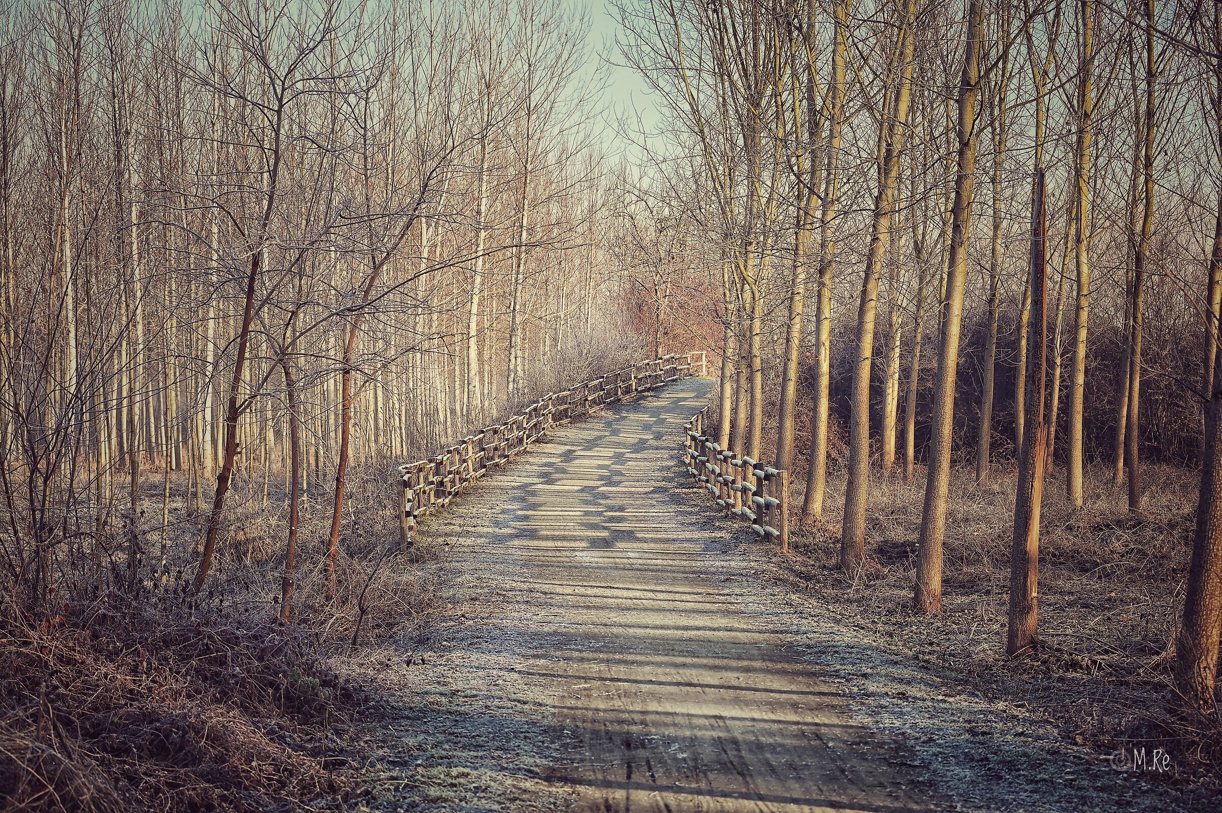Strada nel bosco