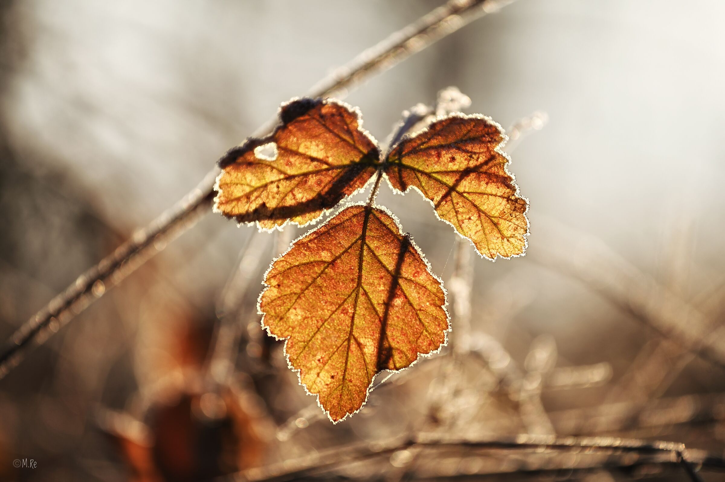 Untitled Photo