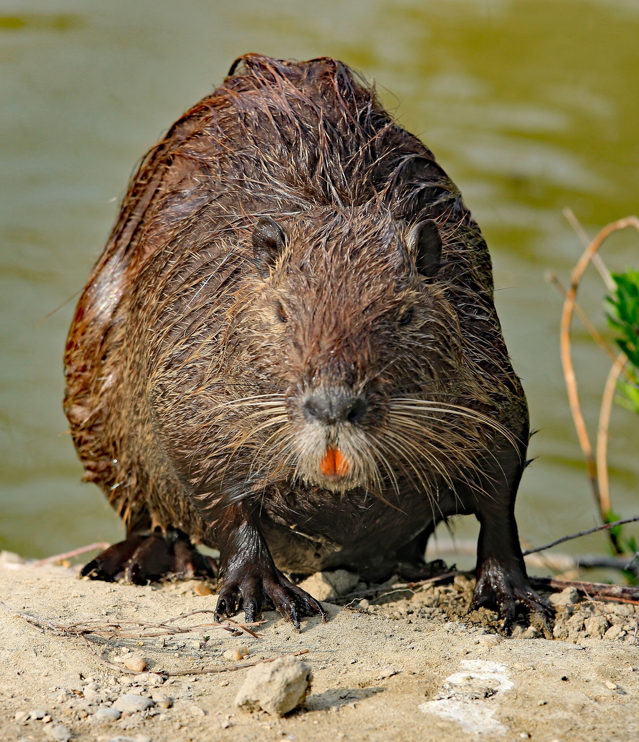 Grossa nutria