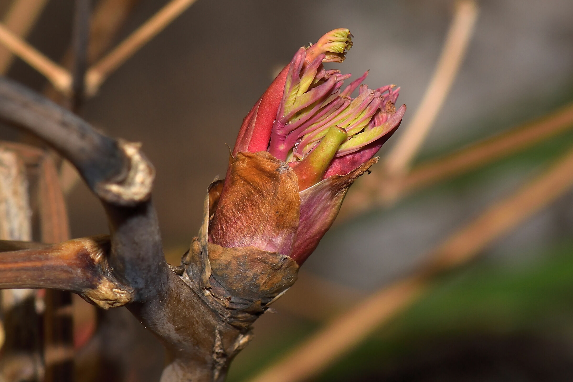 Peonia in fase di apertura