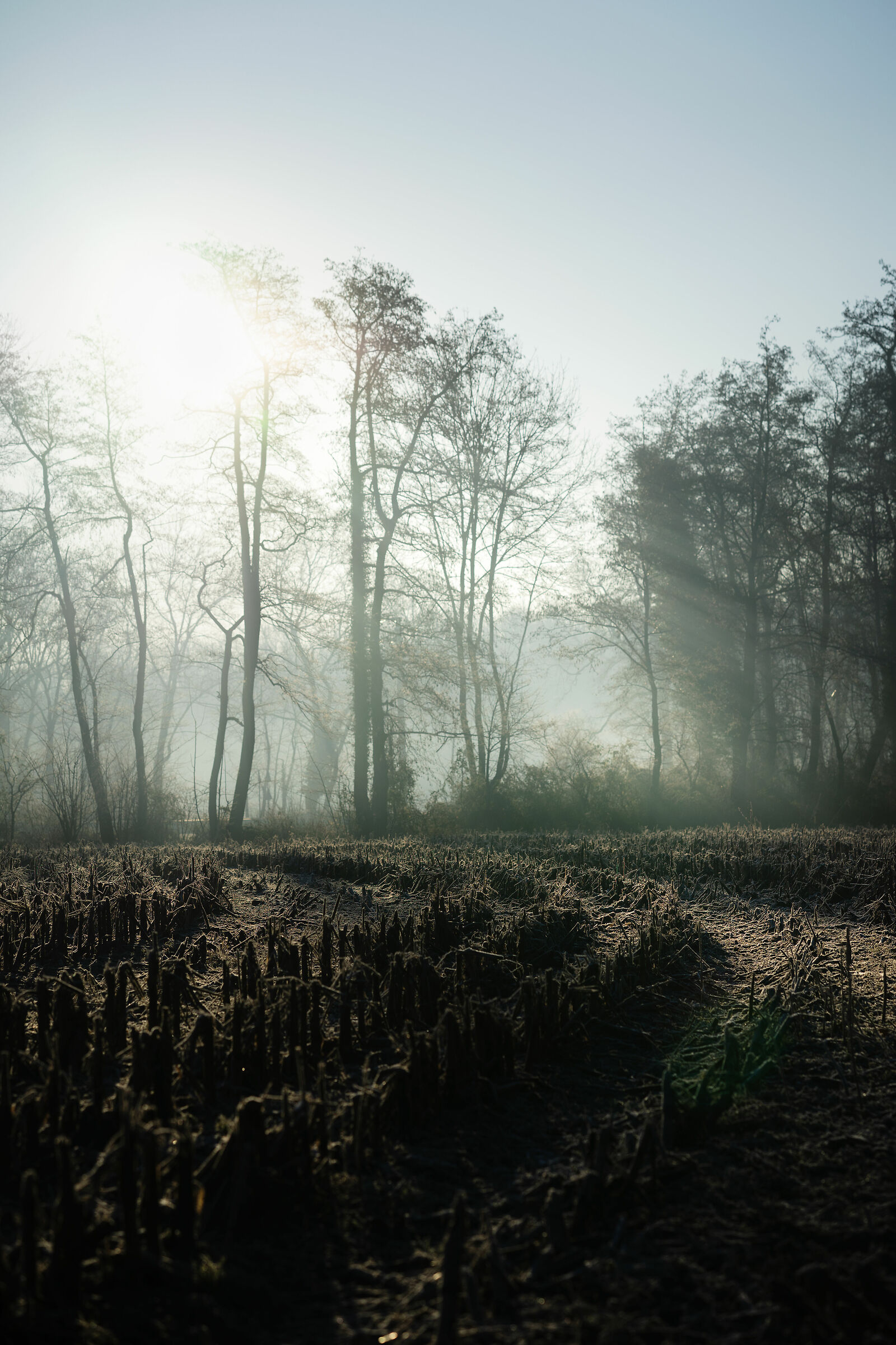 A morning of light and frost