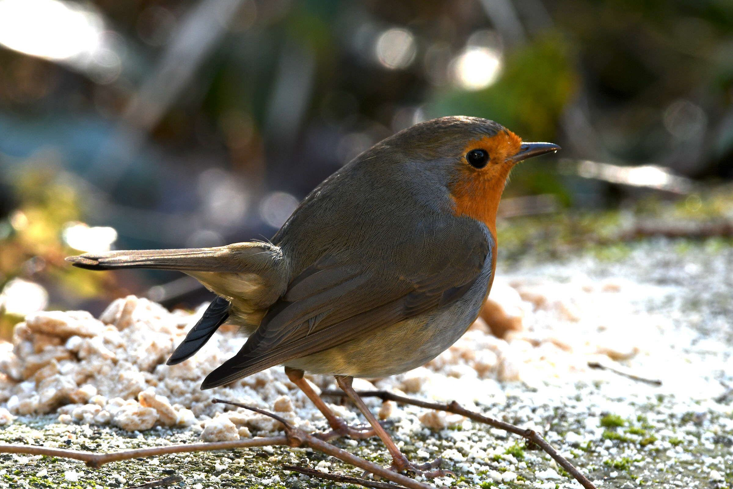 Si vede che sono i*****ato?