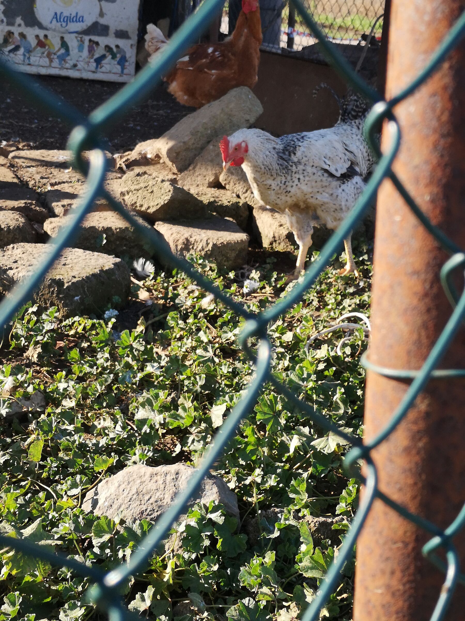 La gallina in prigione