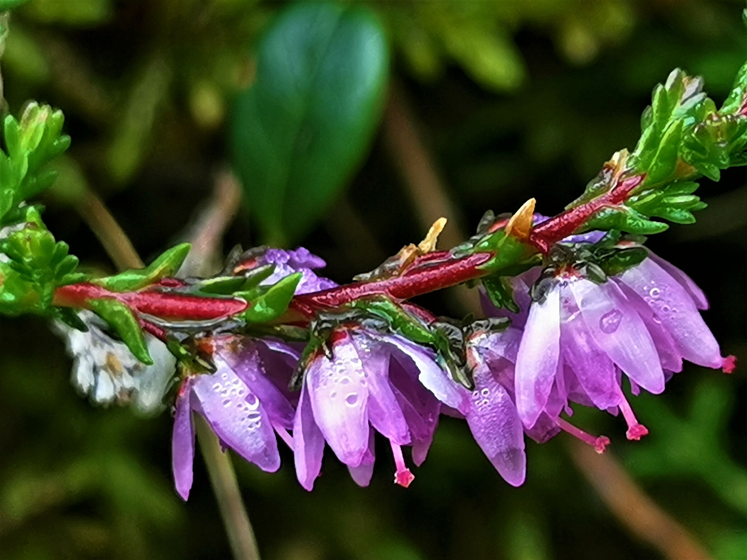 Piu" piccolo piu" bello - 7 -