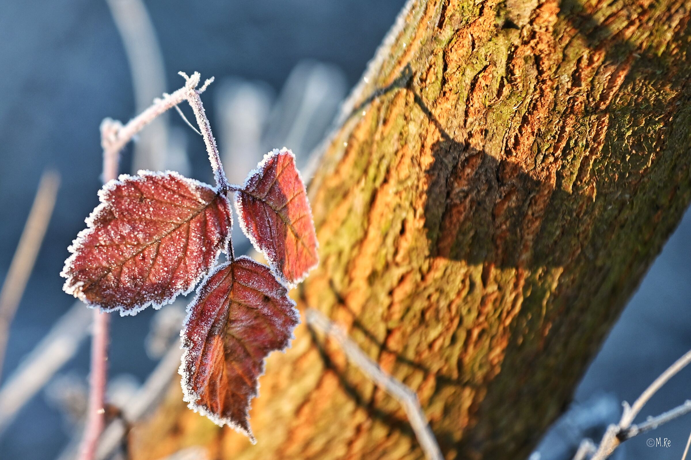 The frost and warm colors