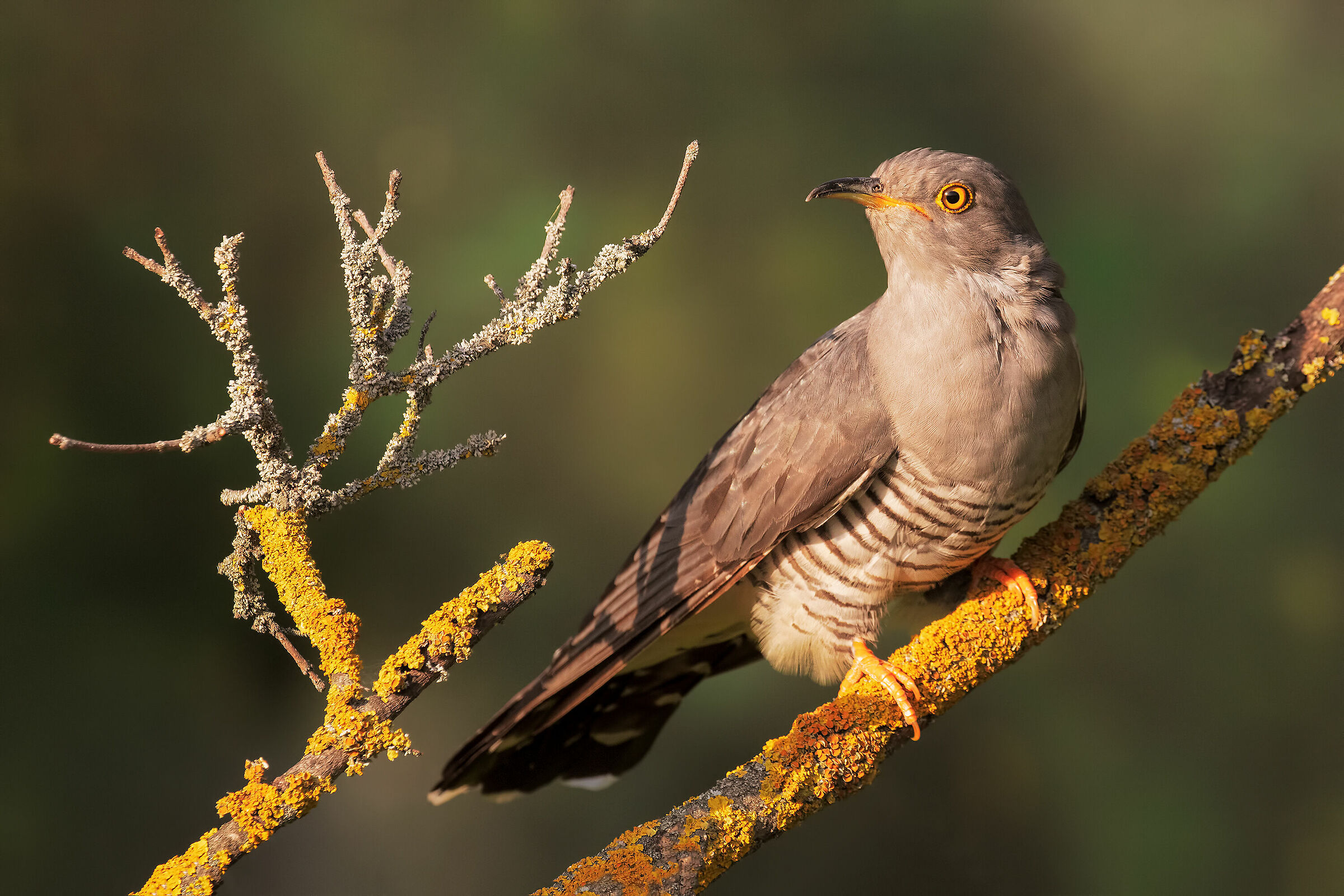 Coral Cuckoo