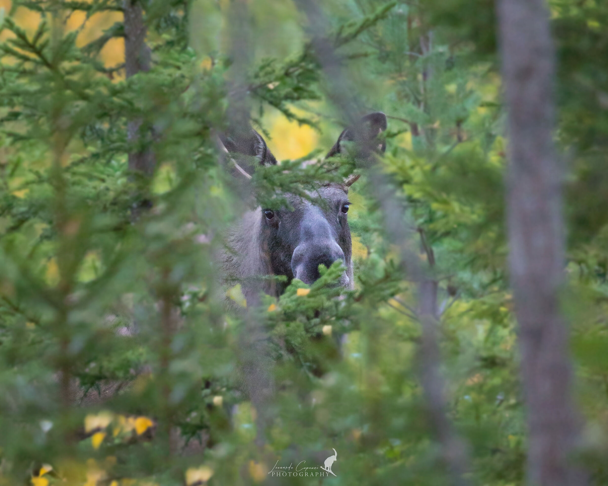 Nascondino / Hide and seek