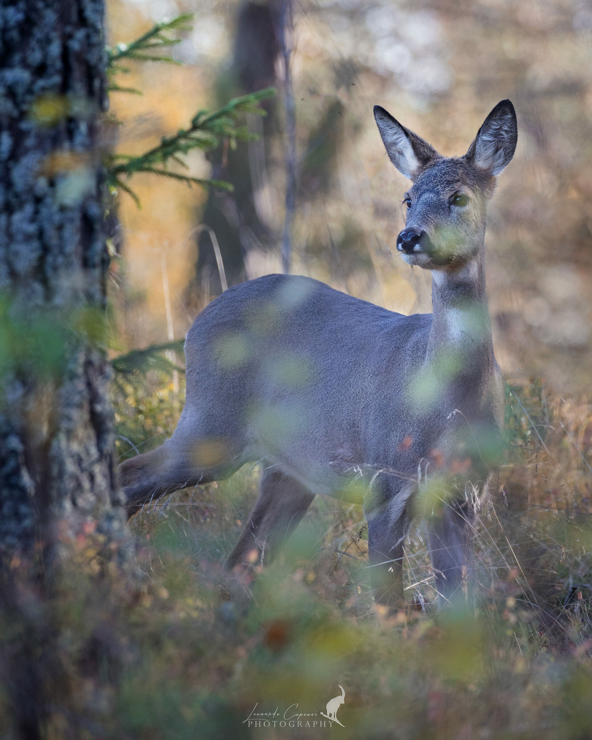specie di cervidi più abbondante in Europa