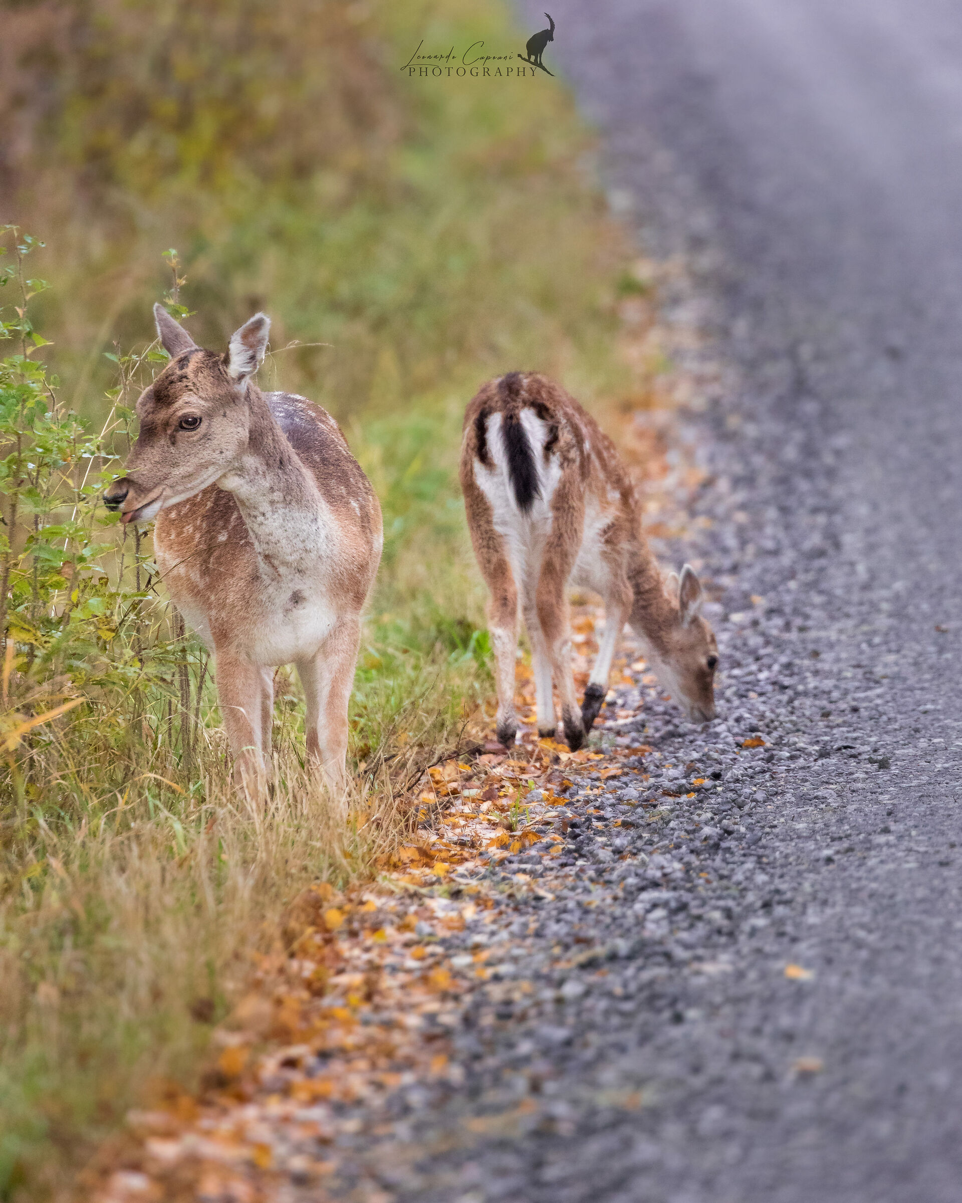 Incidenti stradali / Animals roadkill