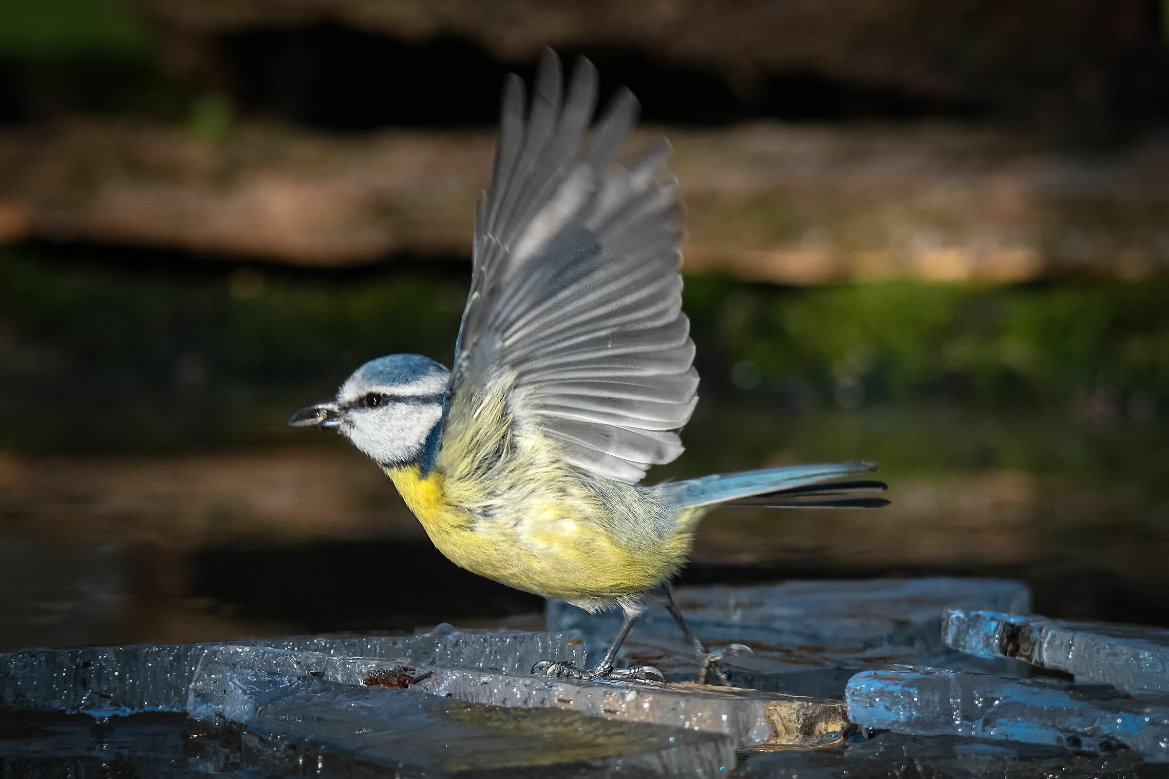 cinciarella #capannodicora