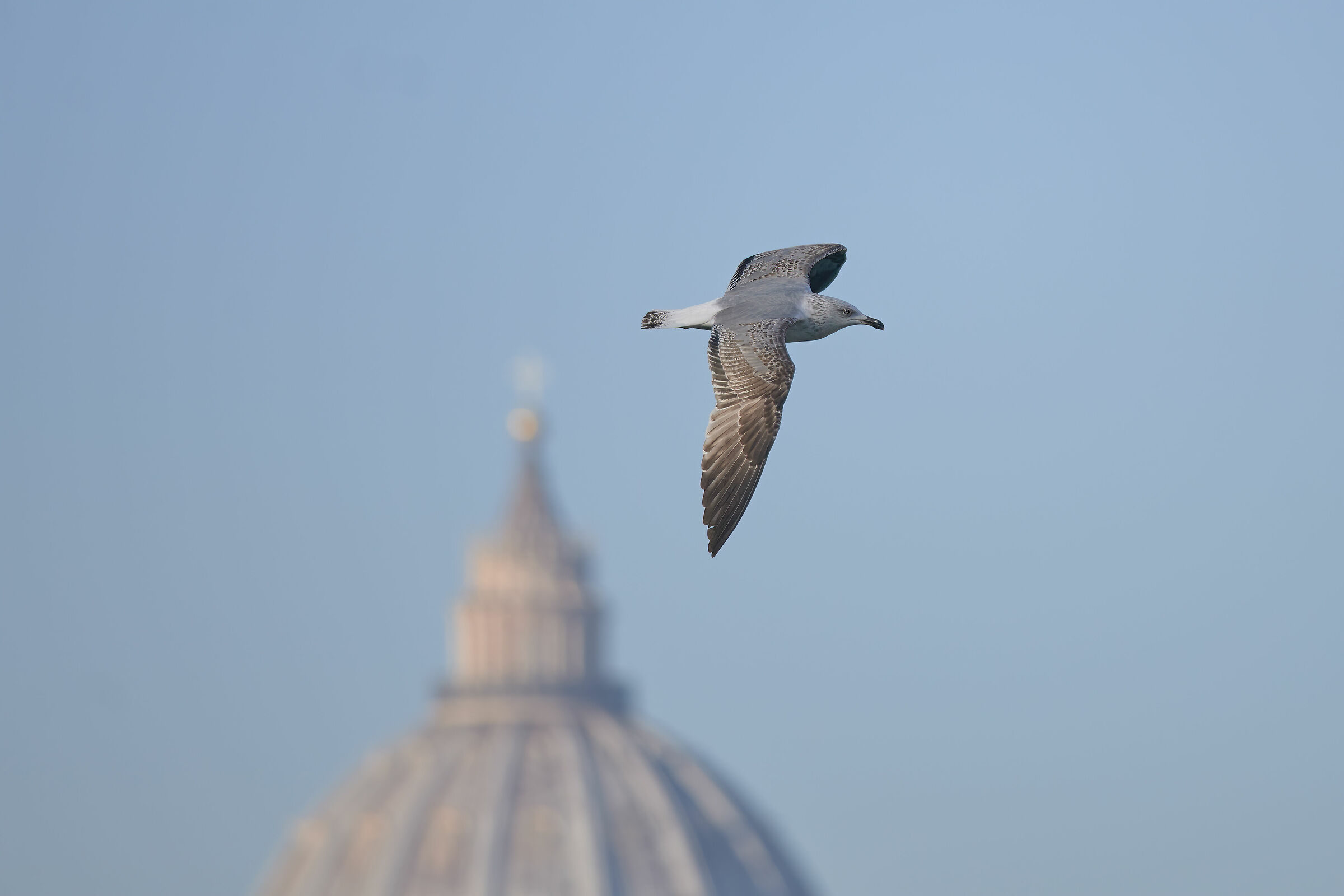O Gabbiano Romano...accompagnami tu