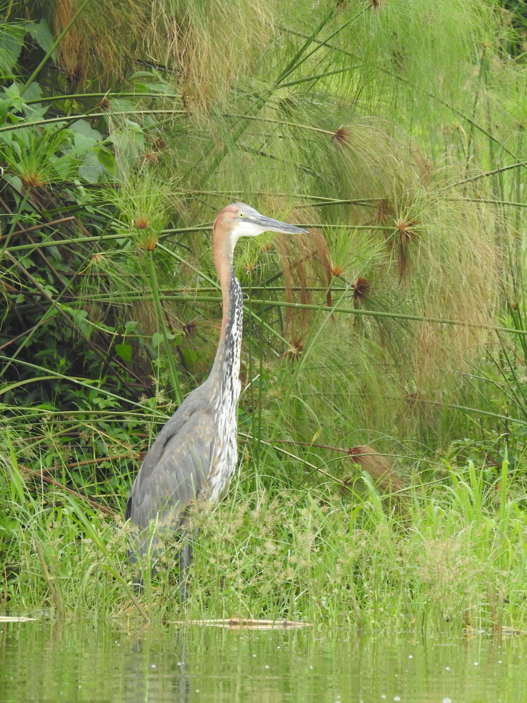 Airone Golia -Ardea Goliath