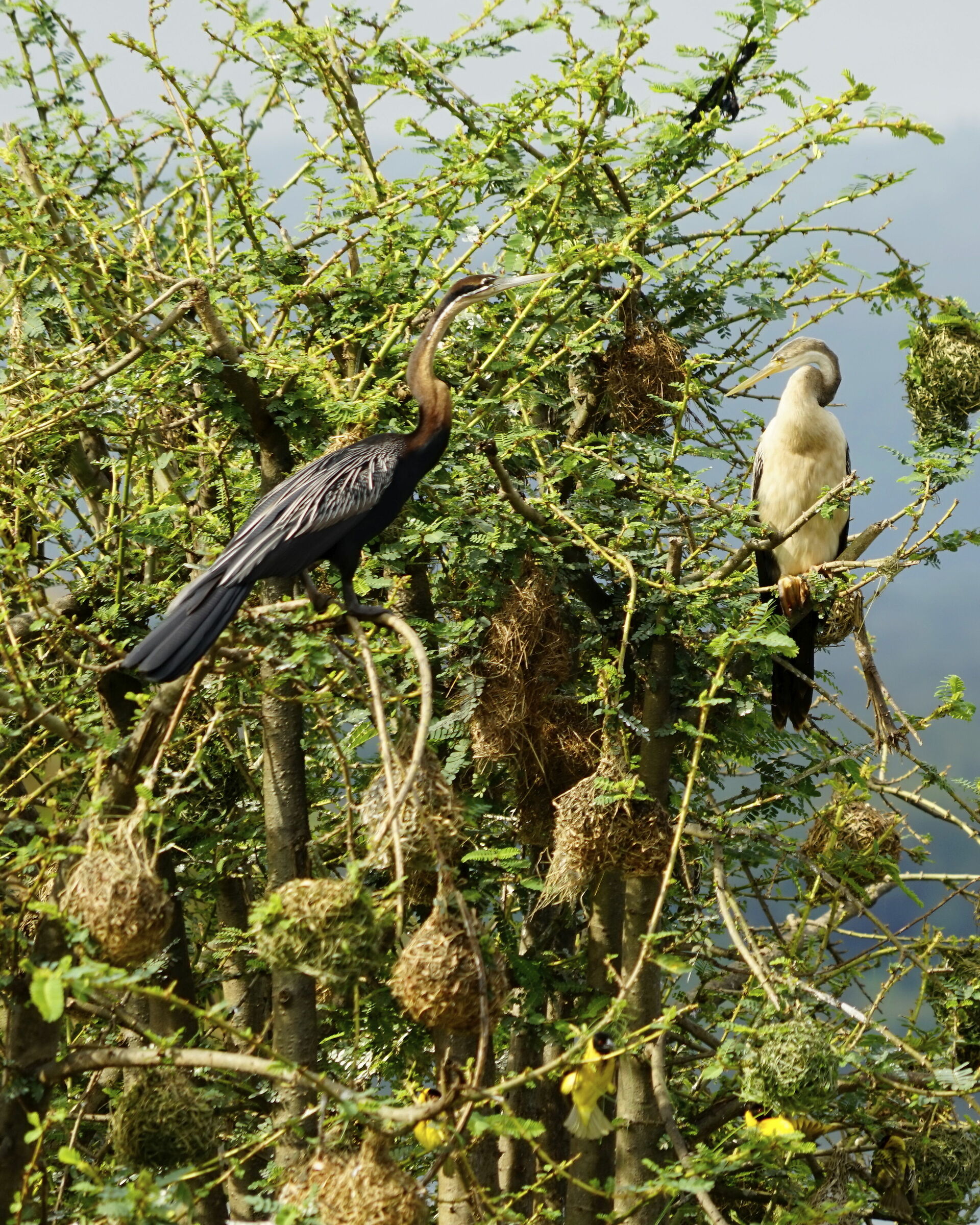 Aninga Africana - Aninga Rufa