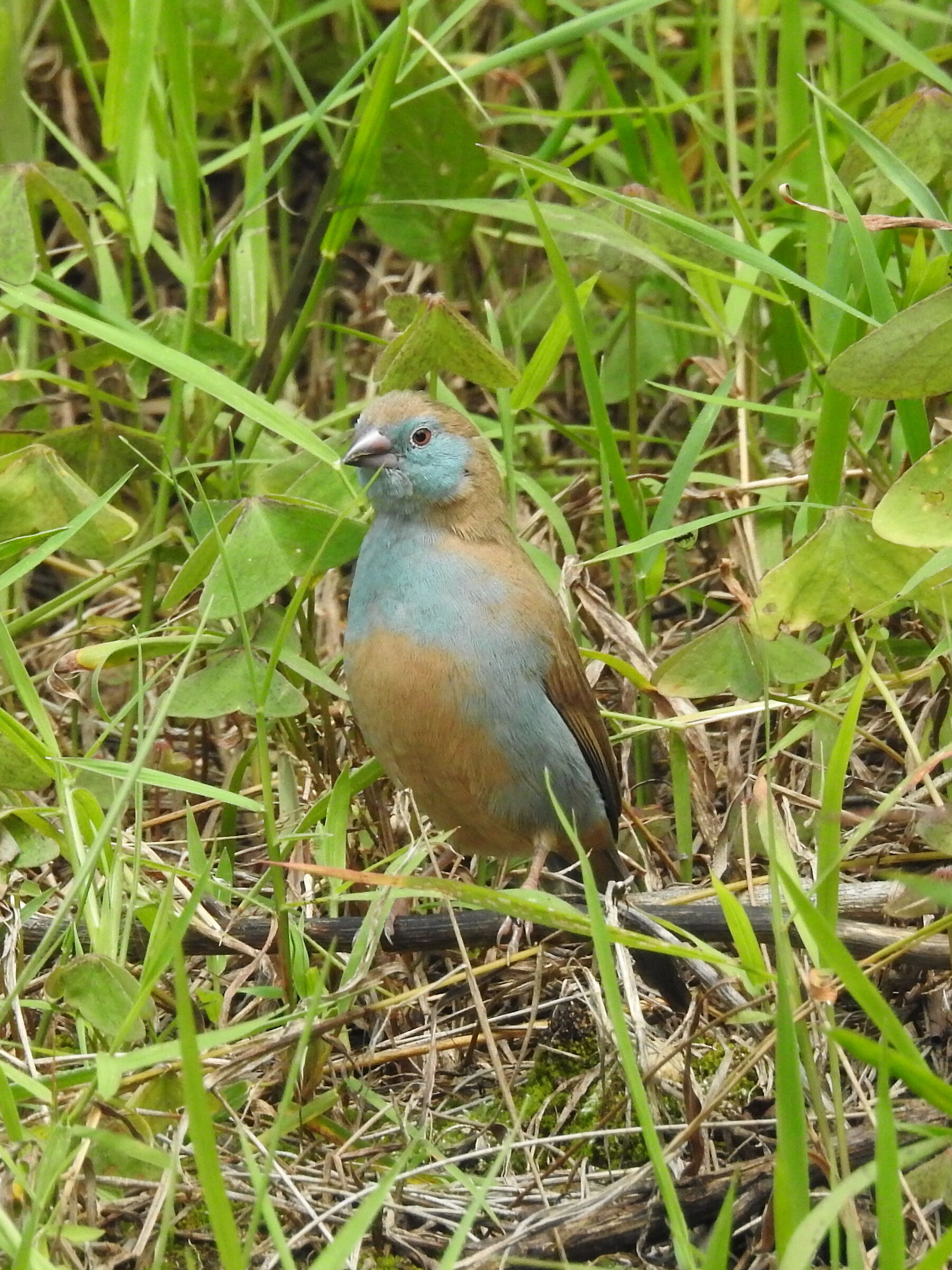 Astride blu femmina - Uraegintus Angolensis