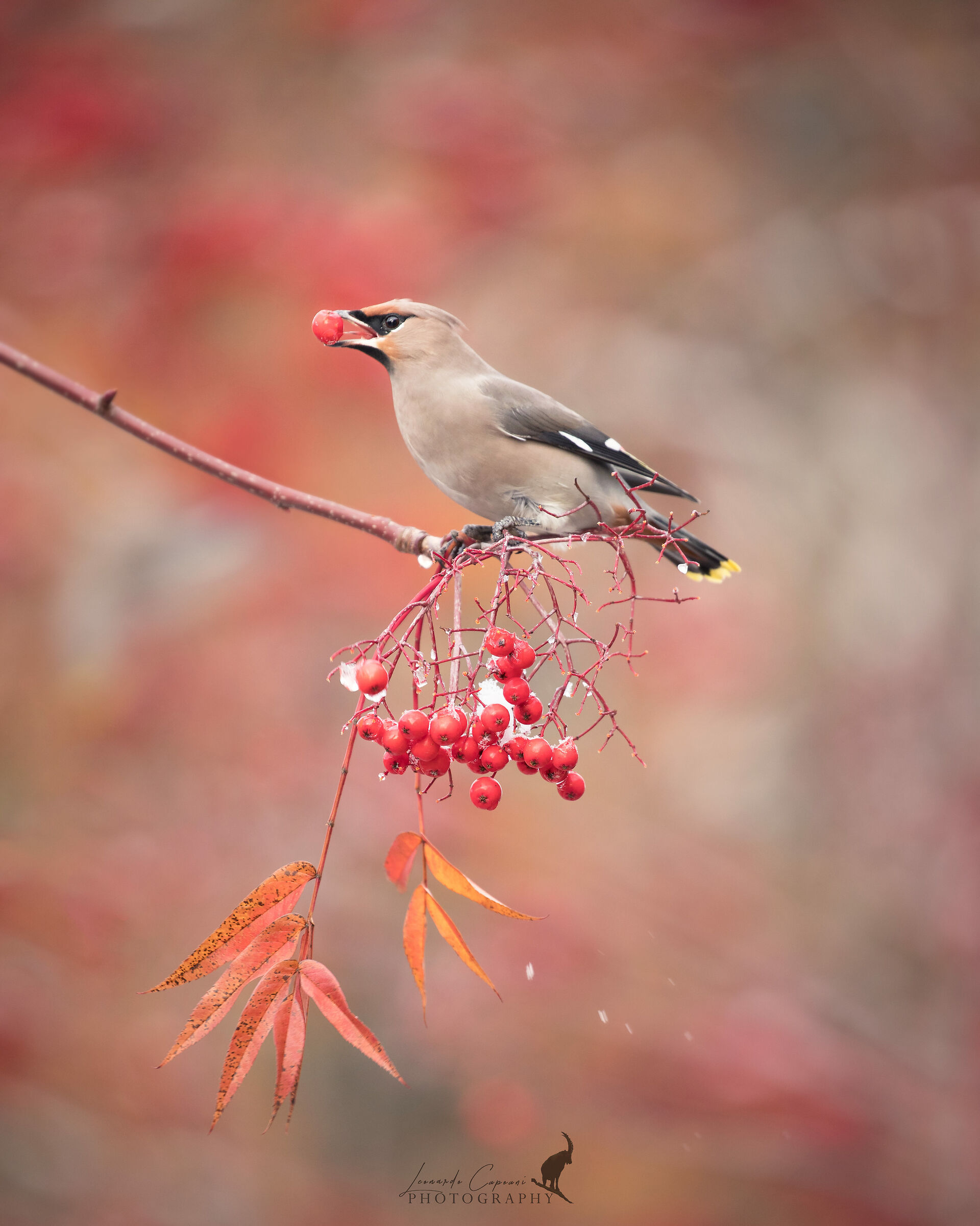 Bacche congelate / Frozen berries