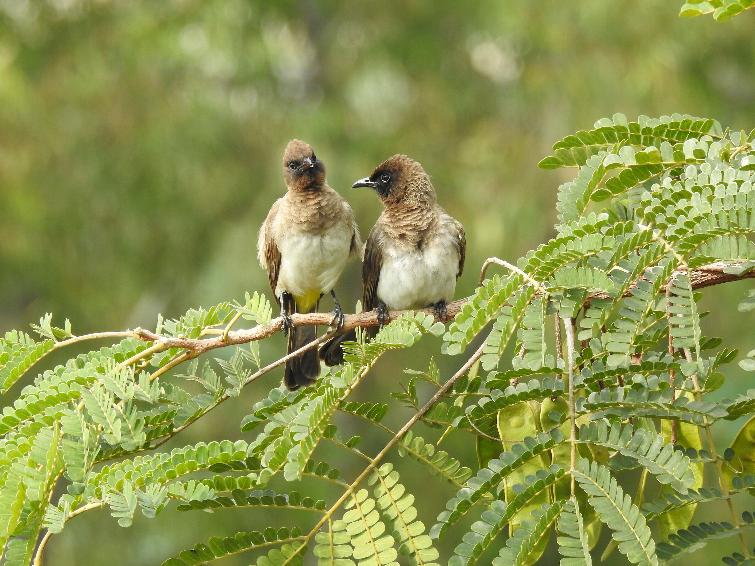 Bulbul dal cappuccio scuro - Pycnonotis tricolore