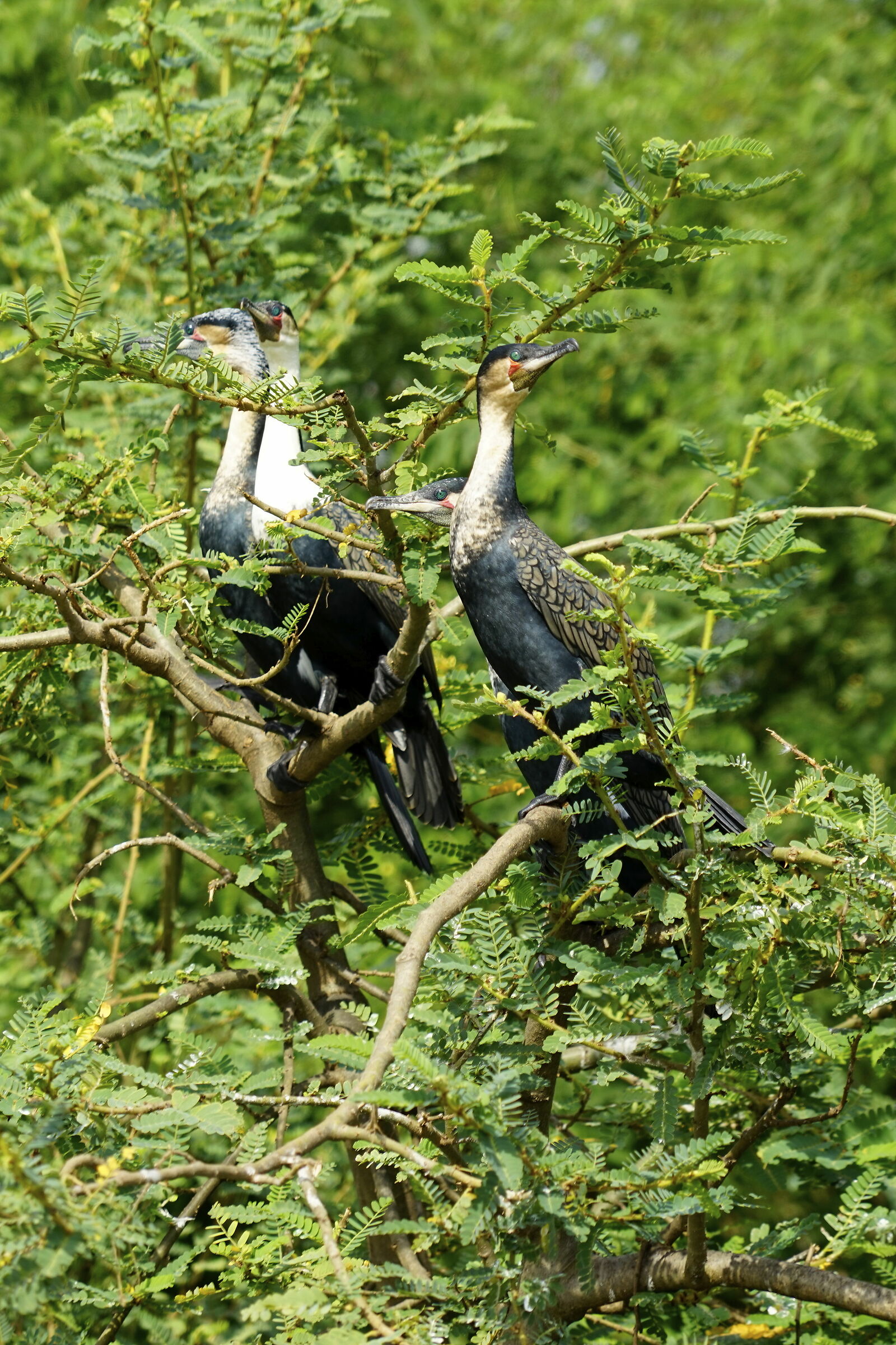 Cormorano pettobianco - Phalacrorax lucidus