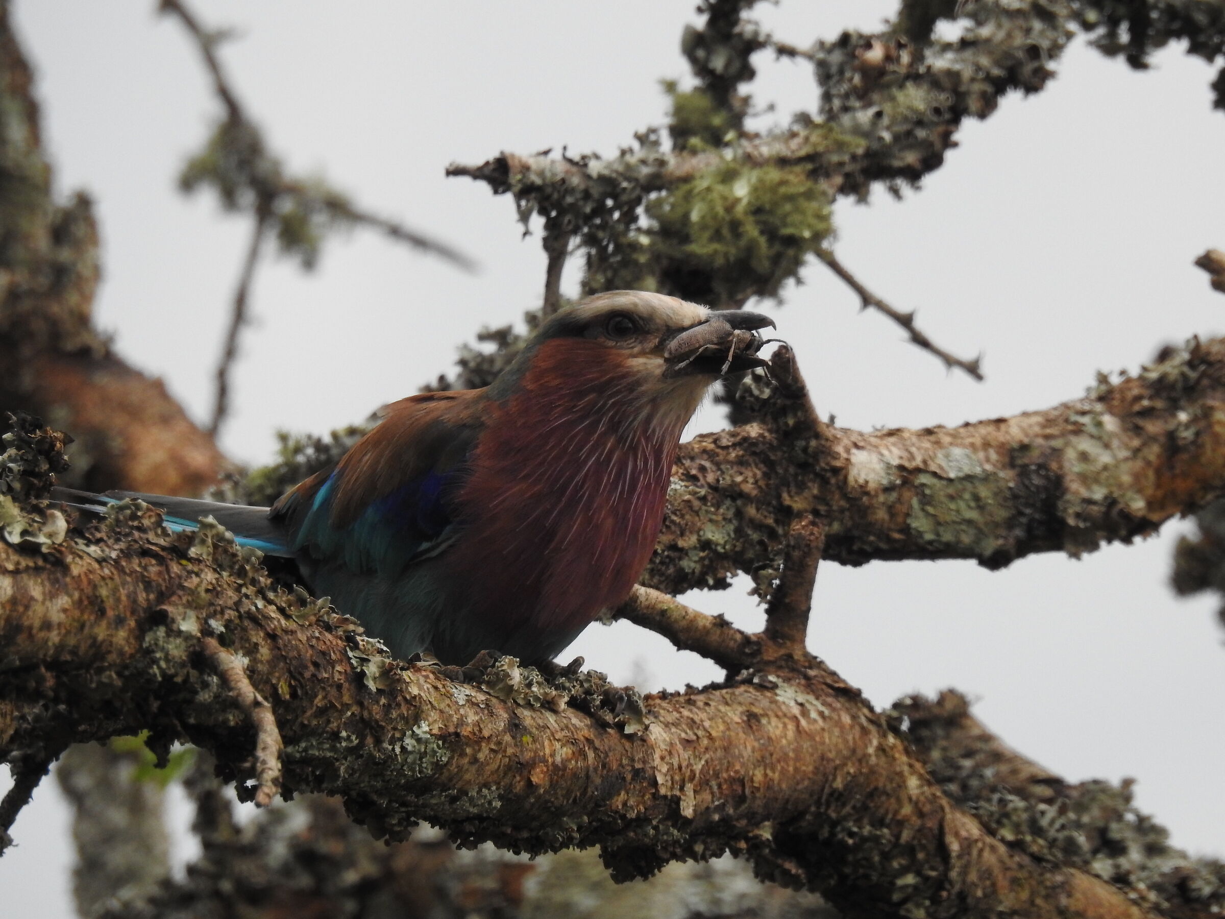 ghiandaia marina pettolilla - Coracias caudatus