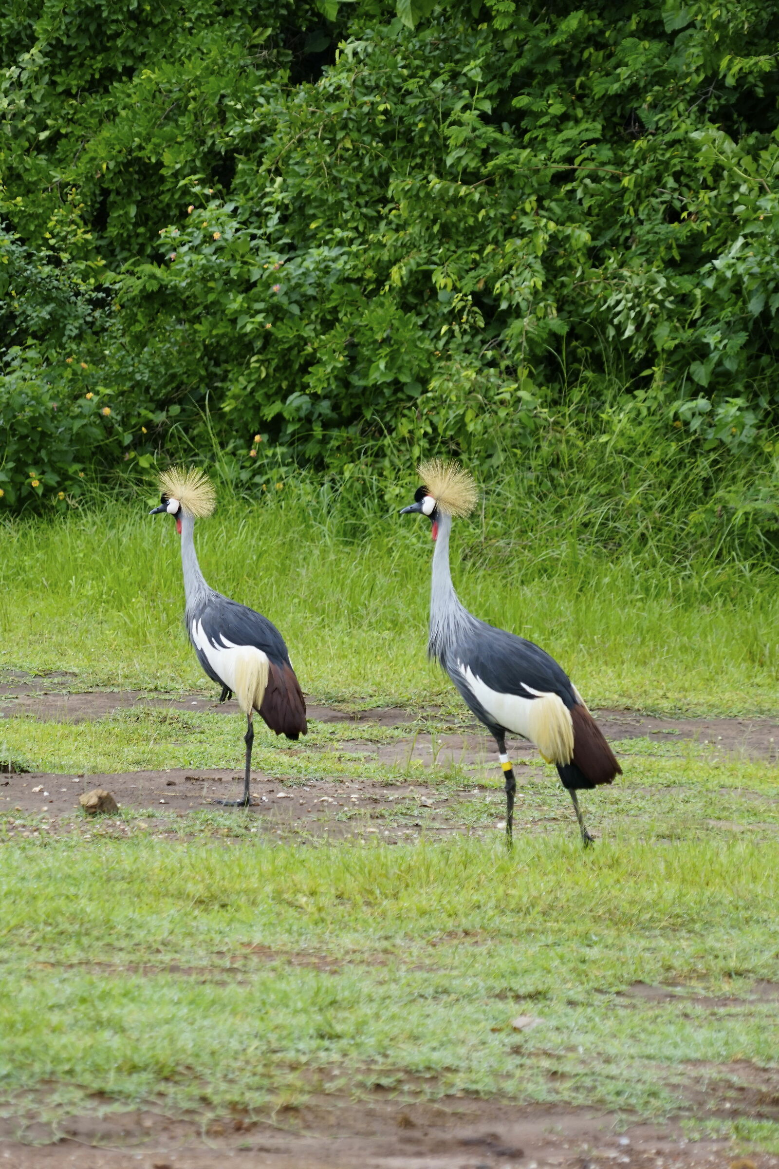 Gru Coronata - Balearica Regulorum