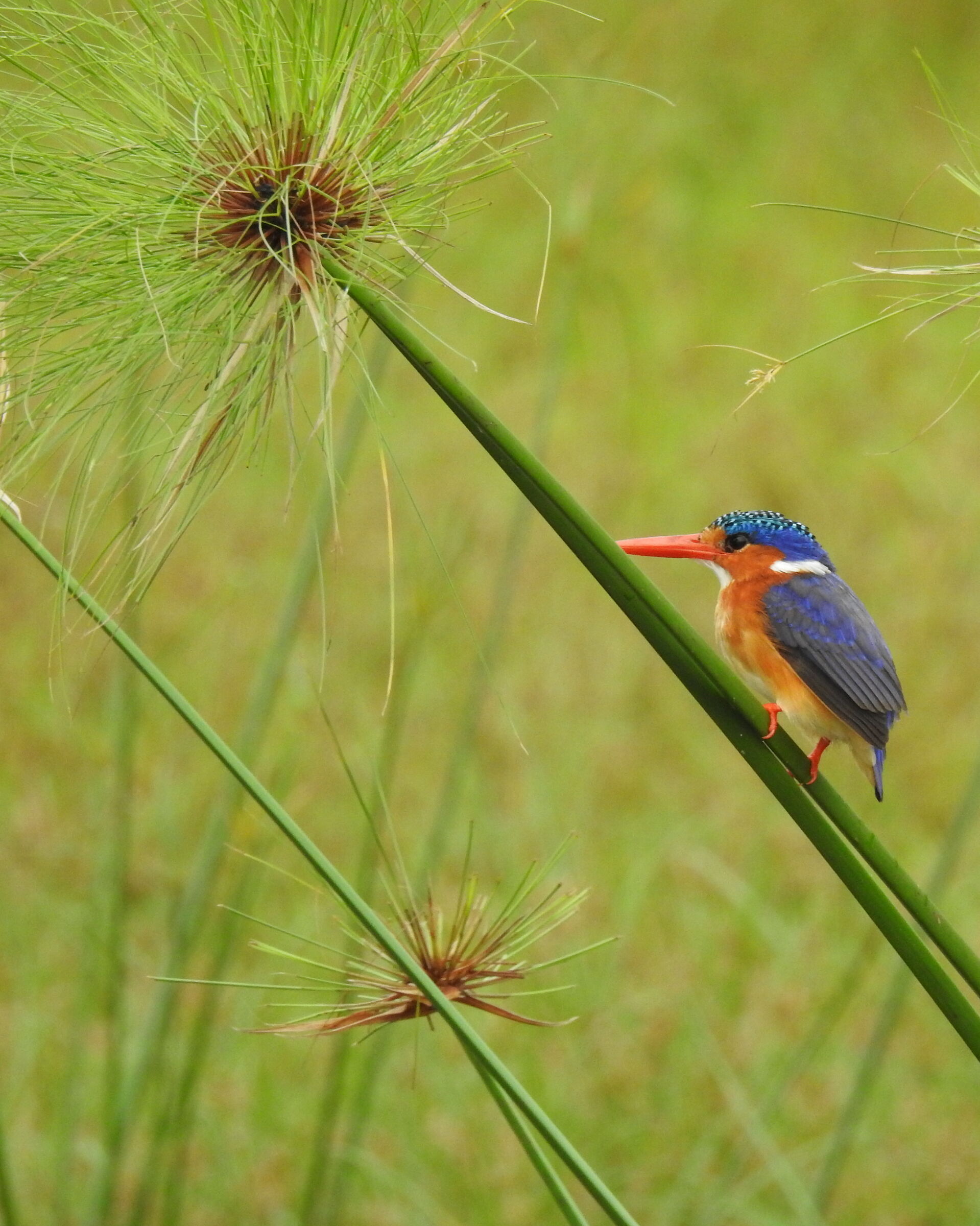 Martin Pescatore Malachite - Corythornis cristatus