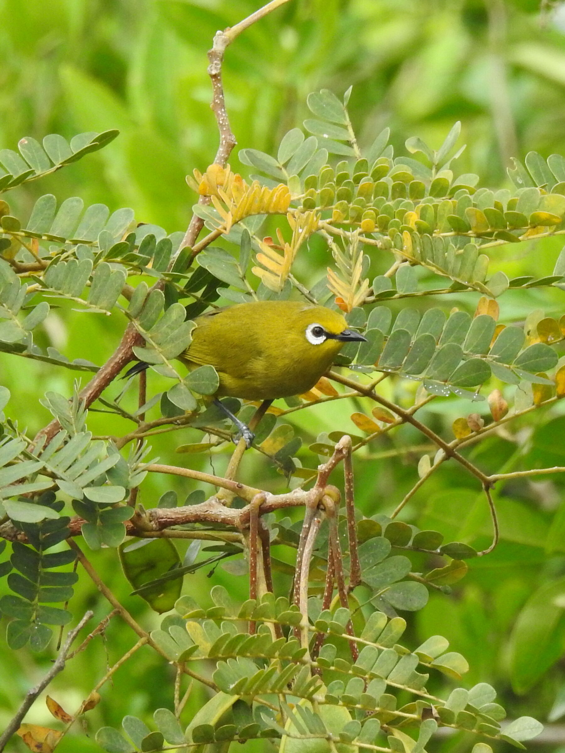 Occhio giallo africano - Zosterops senegalensis