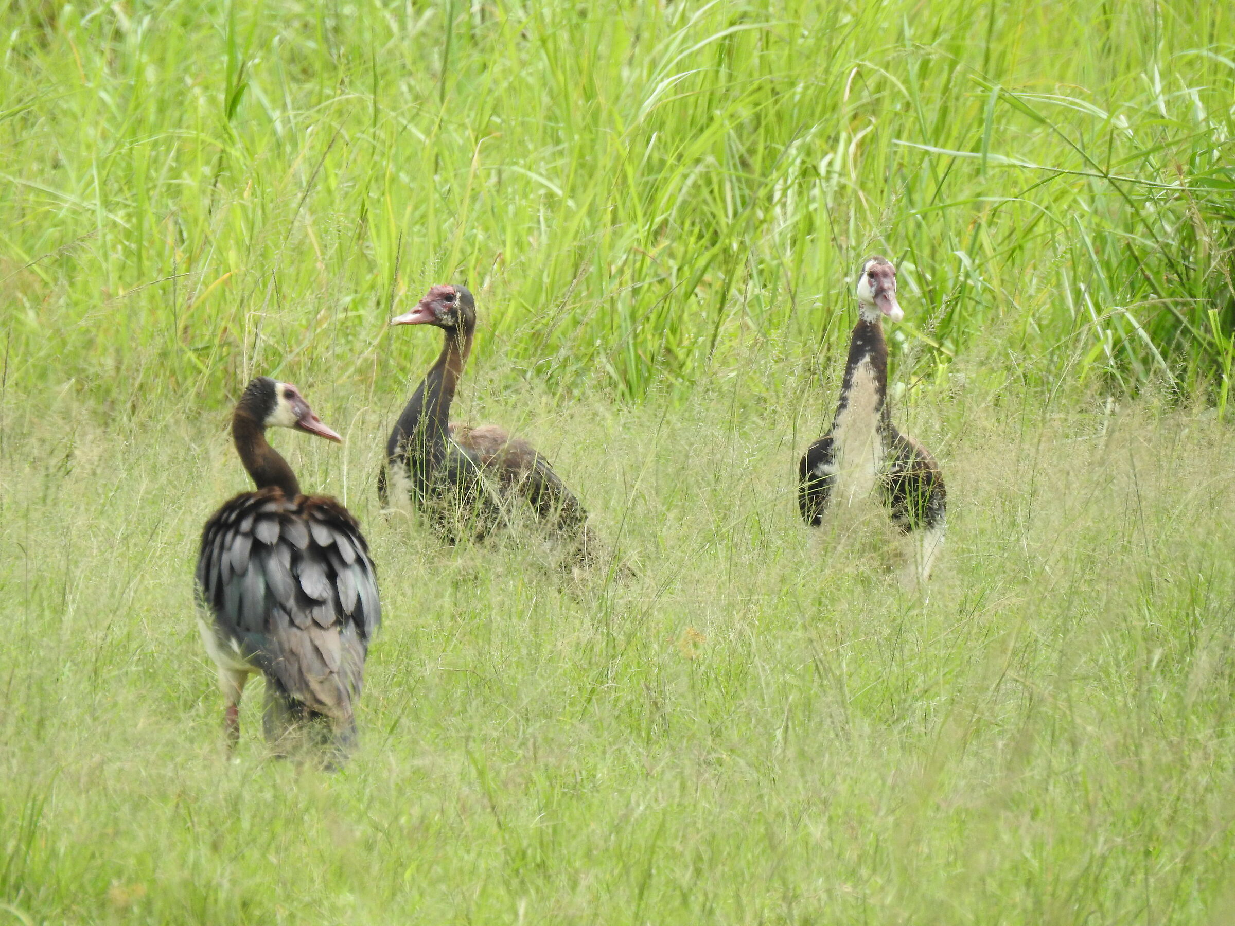 Oche dallo sperone - plectropterus gambensis