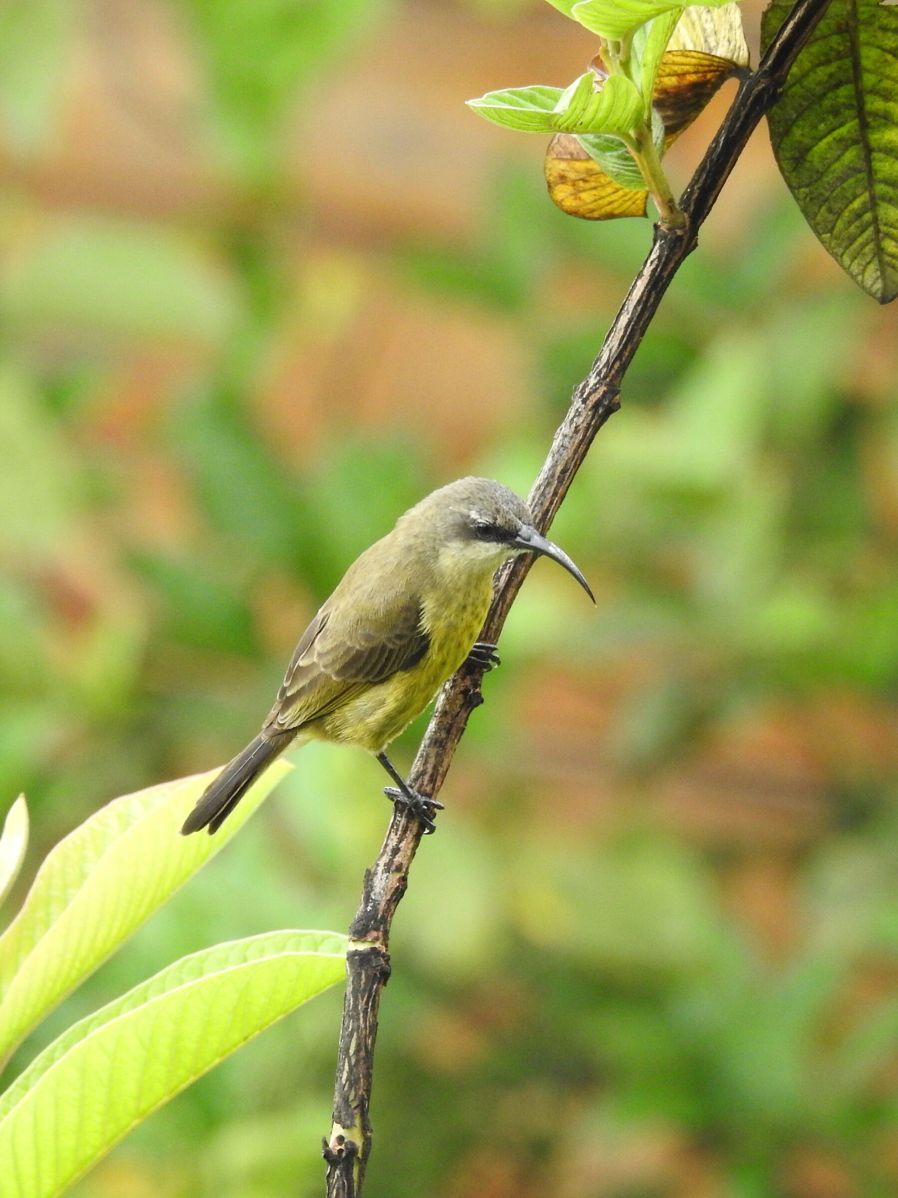 Nettarinia ventregiallo - Cinnyris jugularis