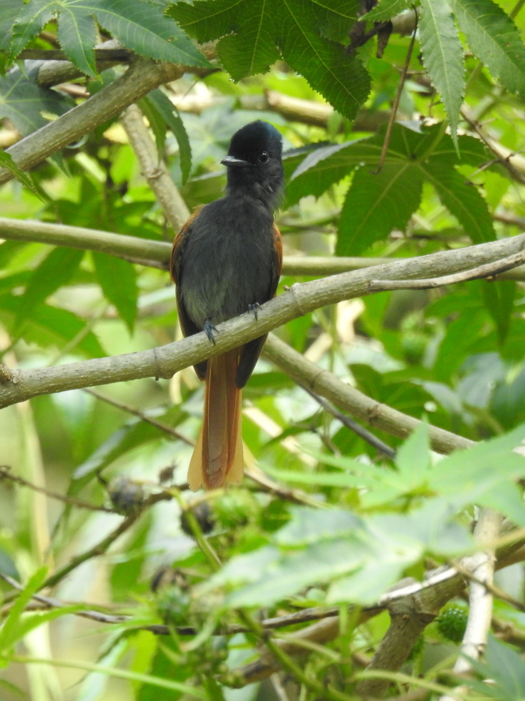 Pigliamosche d. Paradiso Africano - terpsiphone viridis