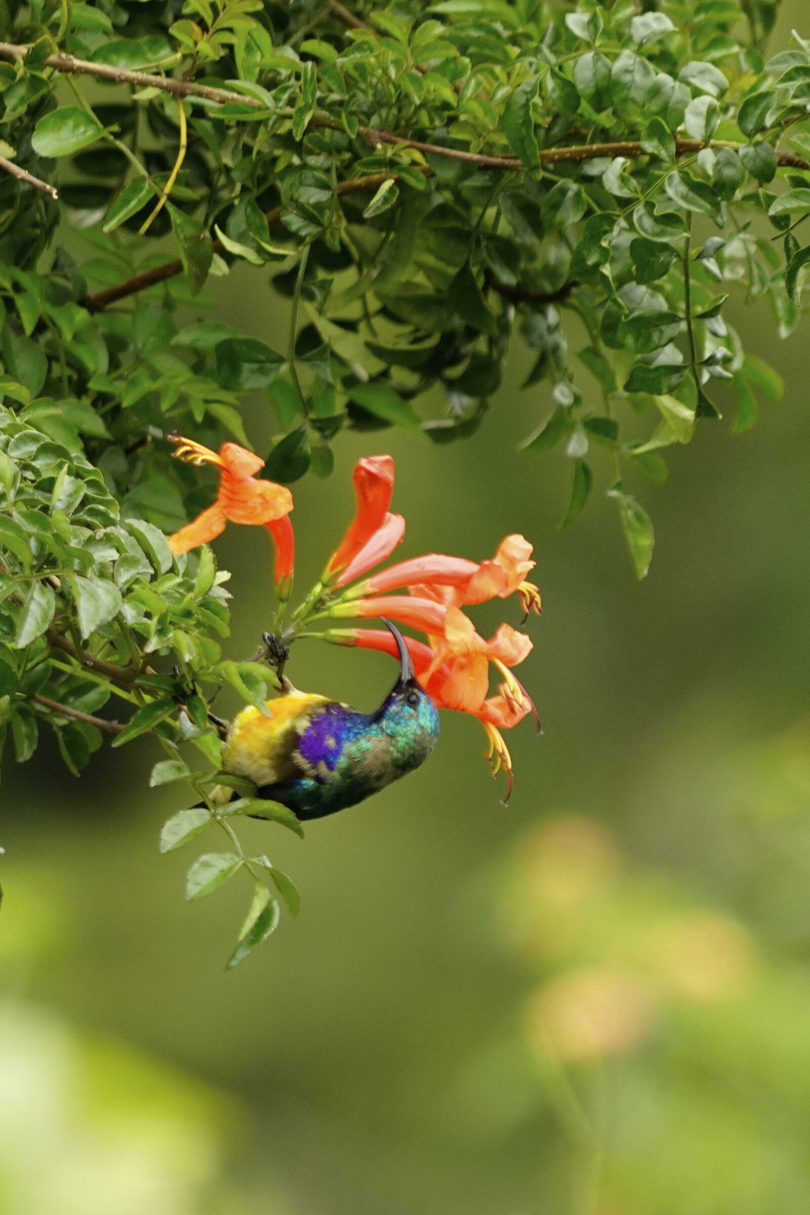 nectarinia variabile - cinnyris venustus