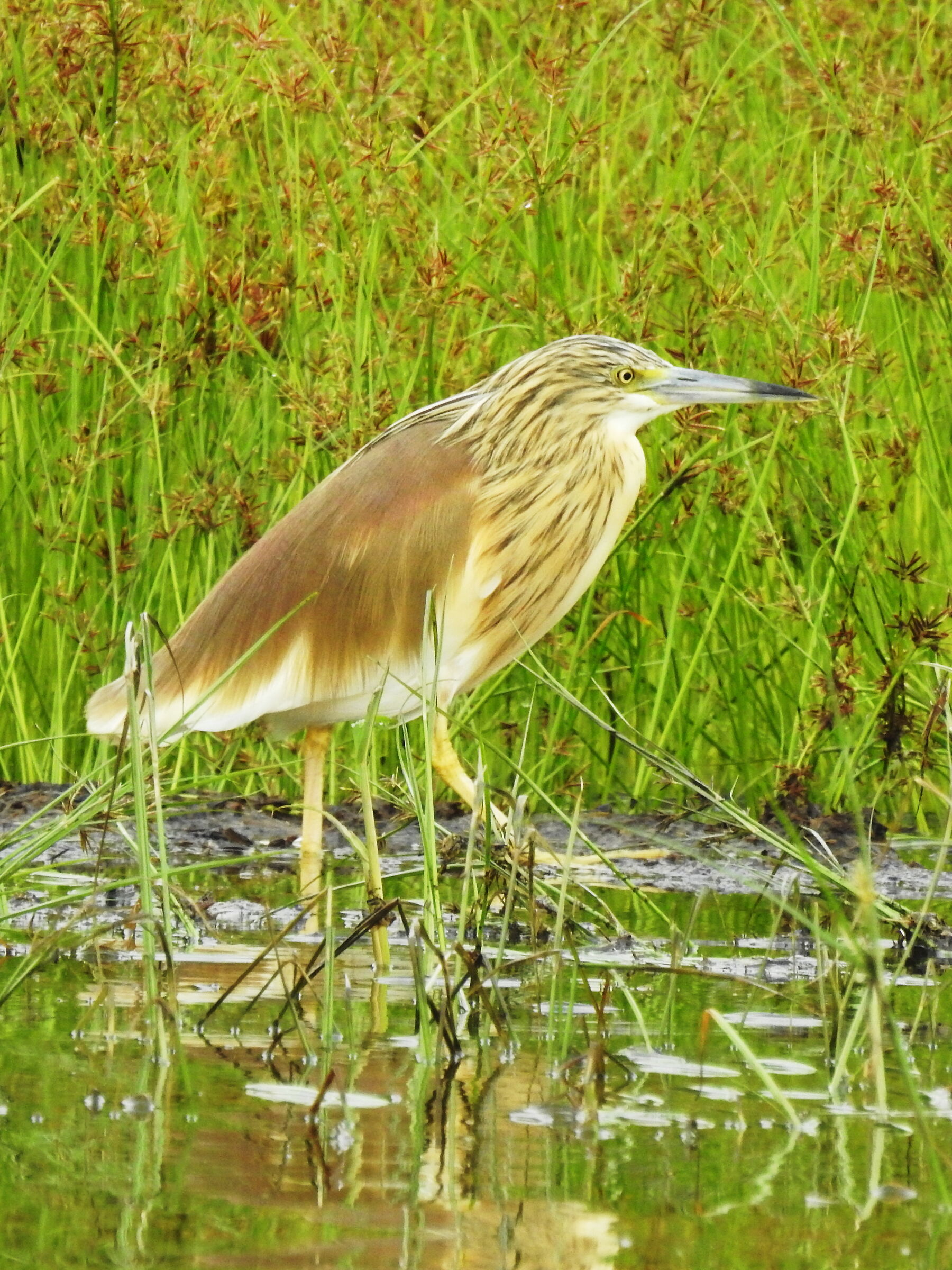 Sgarza Ciuffetto - Ardeola ralloides