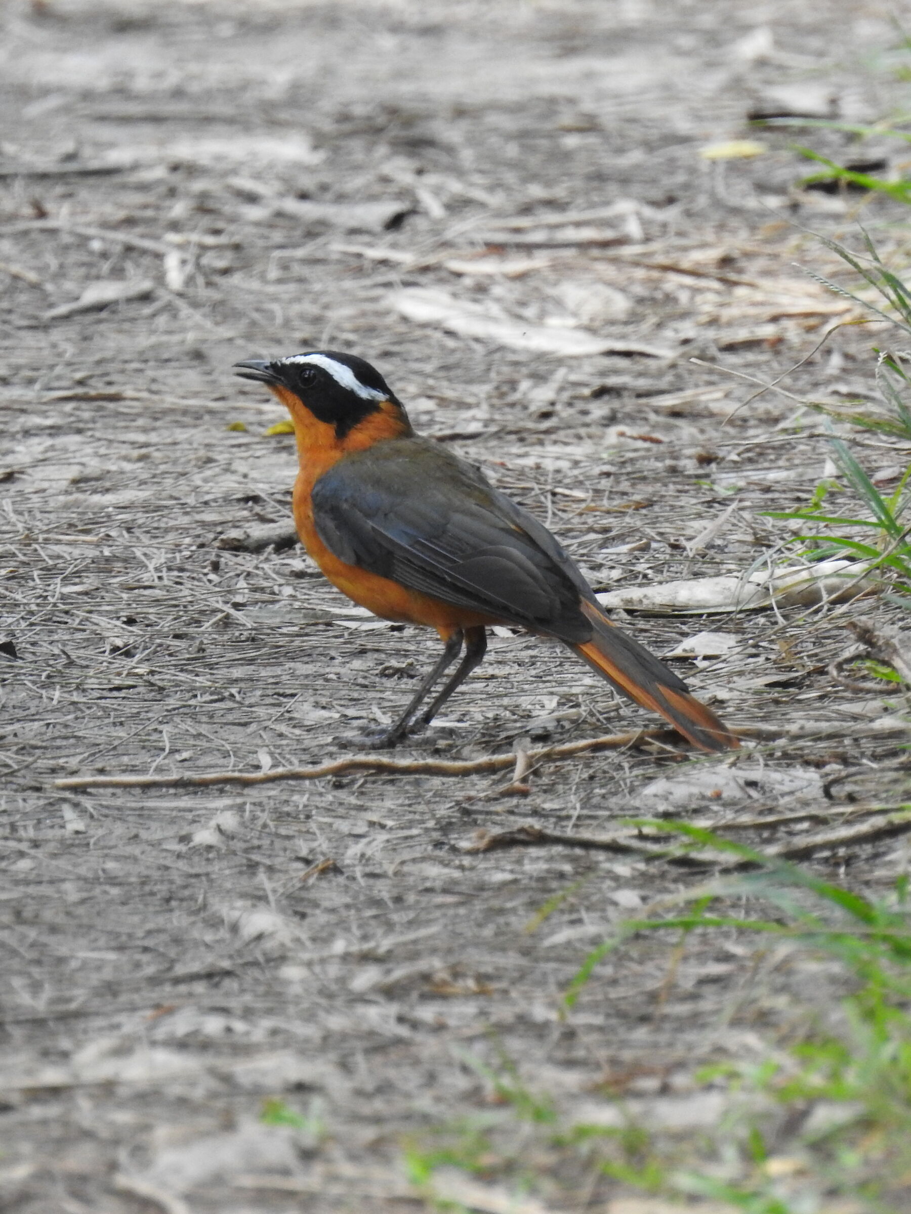 sopraciglie bianche robin chat - Cossypa heualini