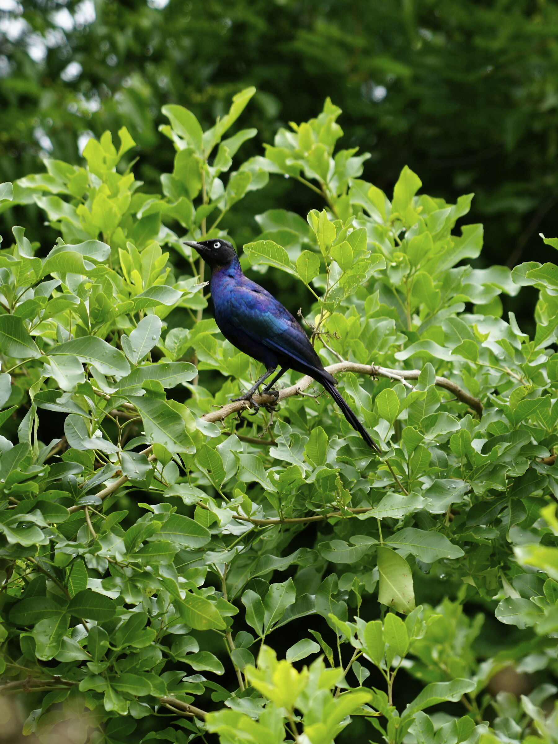 Storno di Burchell - Lamprotornis Australis