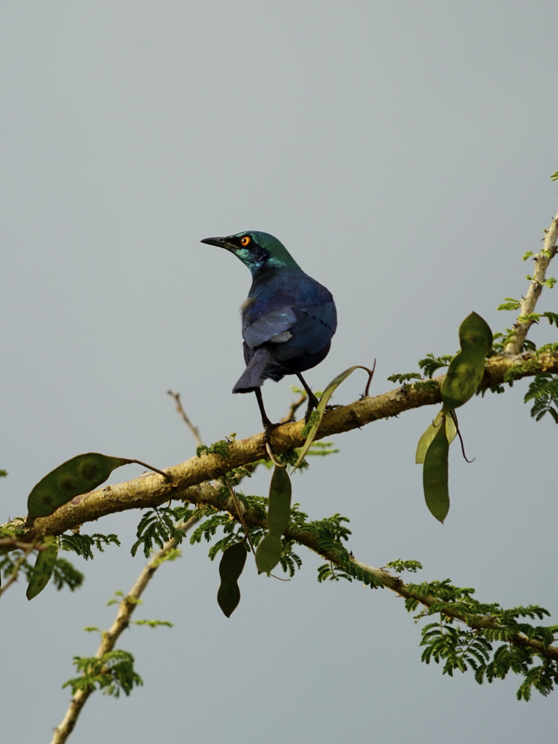 Storno orecchie blu - Lamprotornis Elisabeth