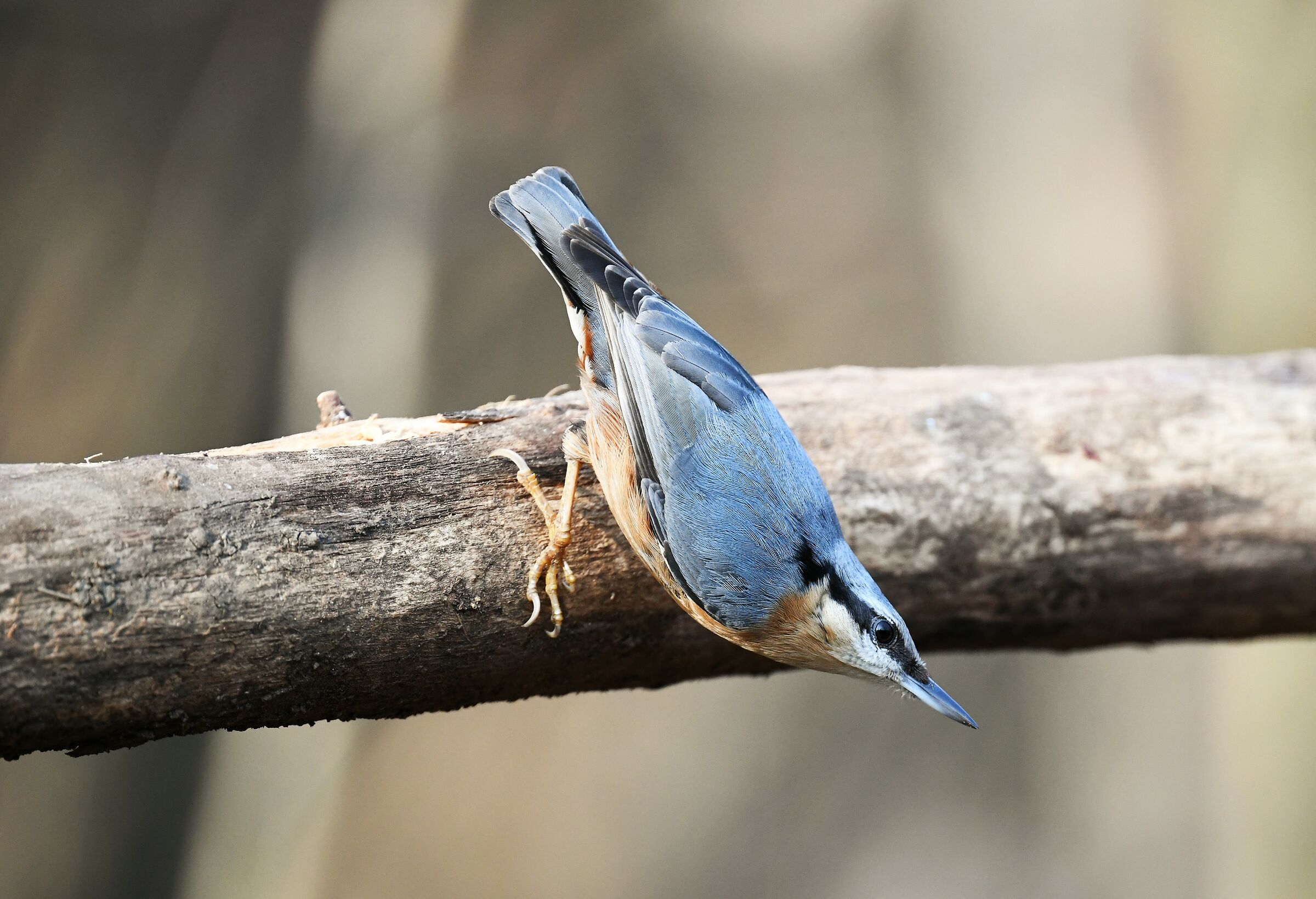picchio muratore in partenza