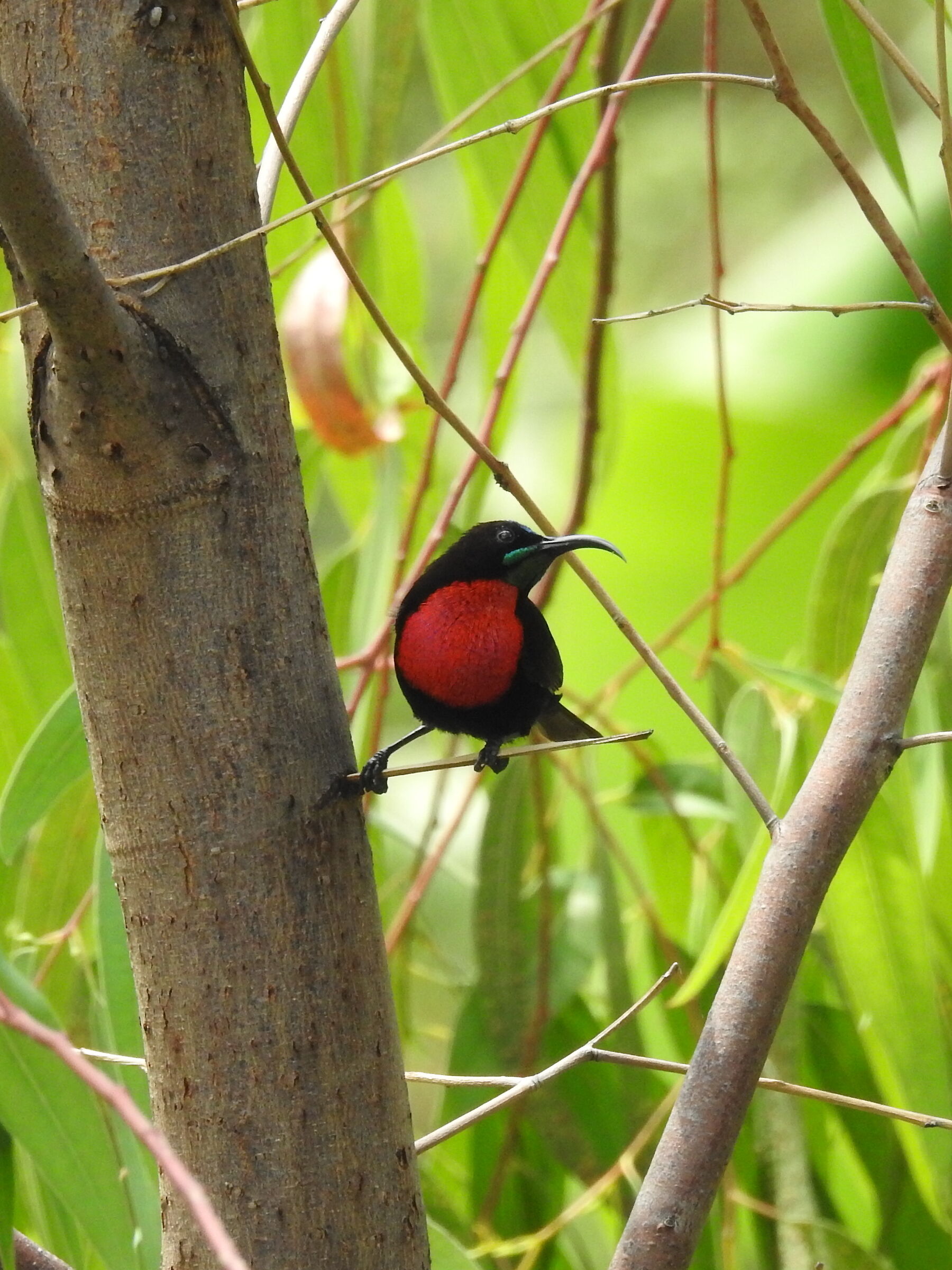 nectarinia petto rosso scarlatto - chalcomitra seneg.