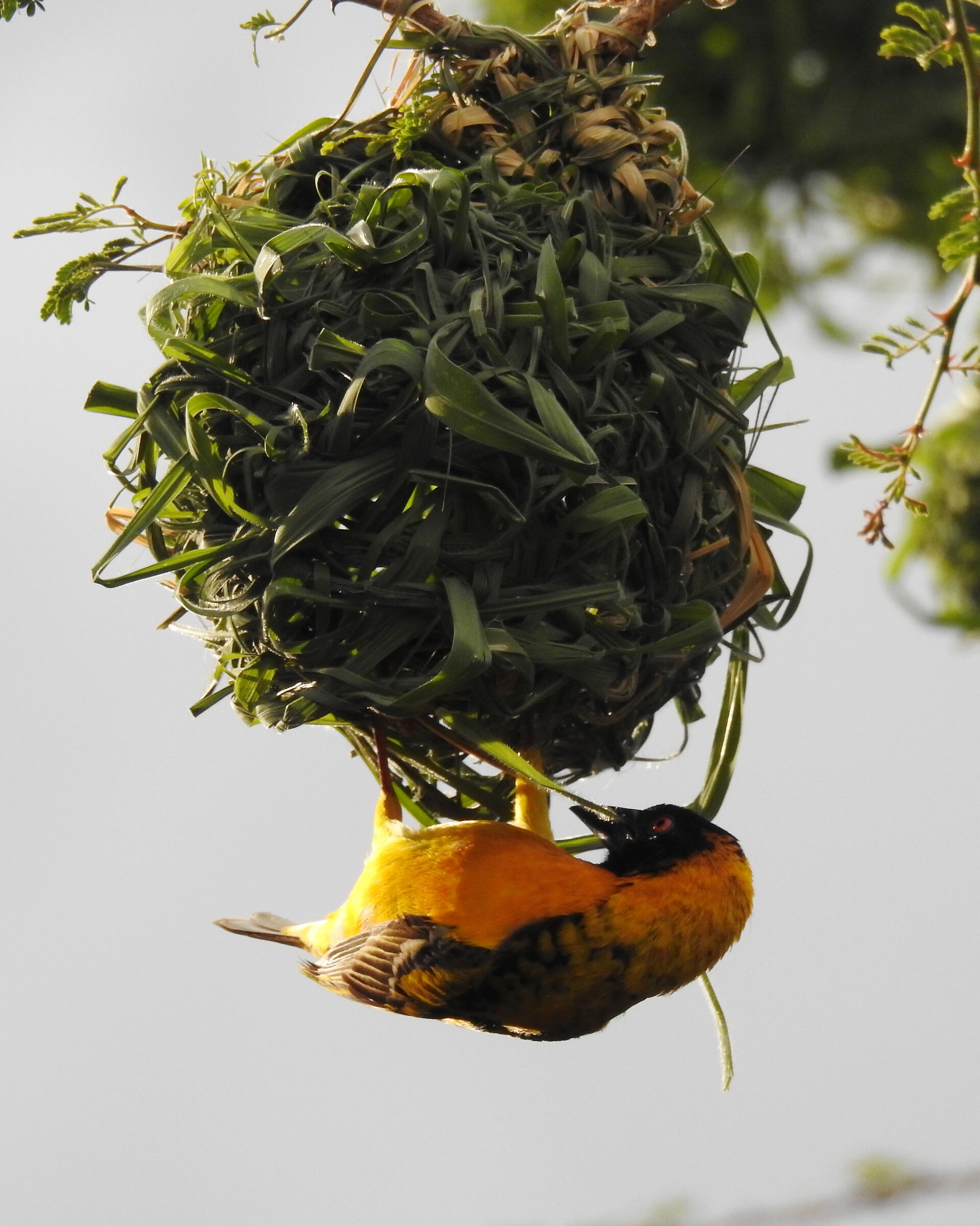 Tessitore gendarme - ploceus cucullatus