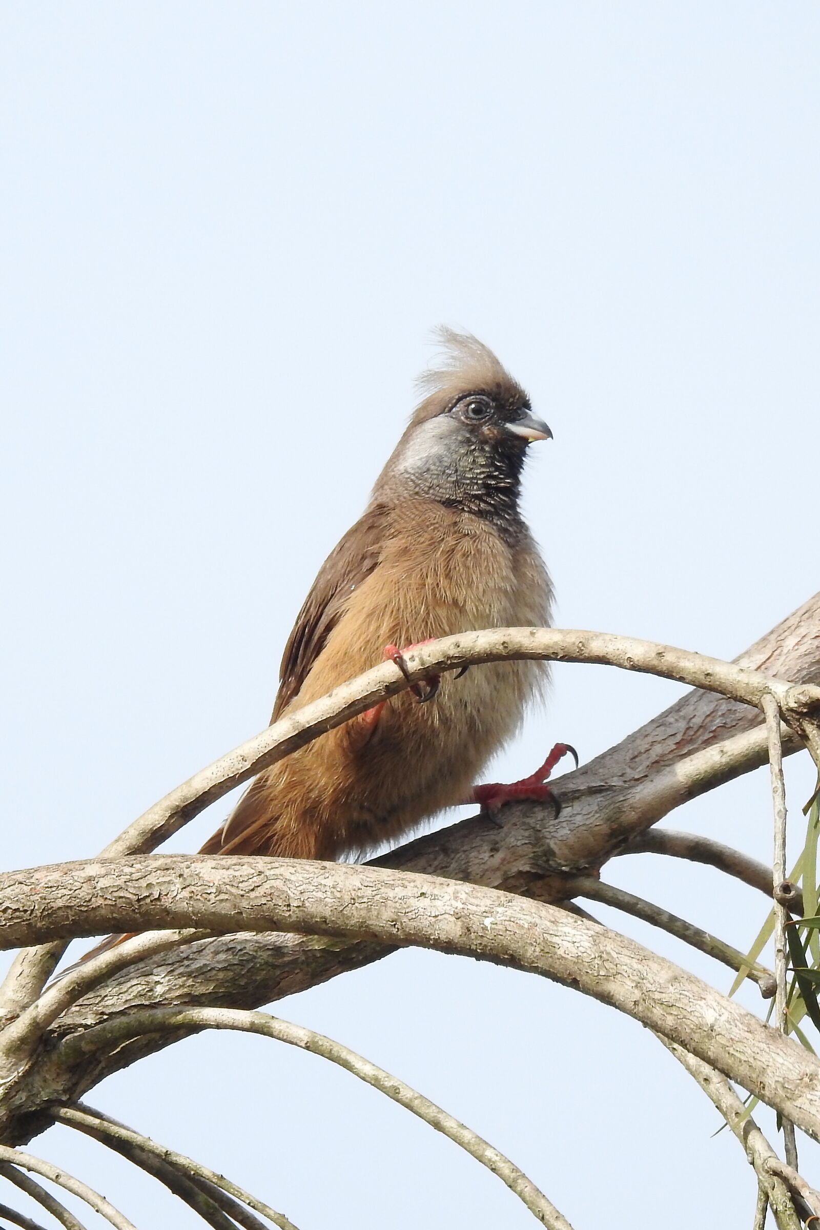 uccello topo maculato - colius striatus